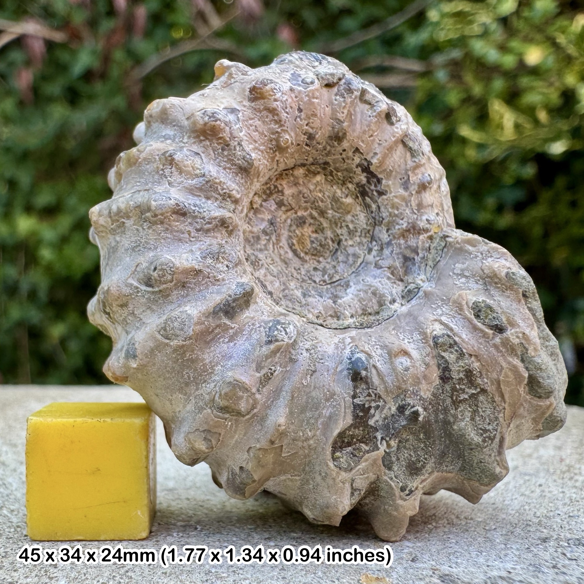 Douvilleiceras inaequinodum Ammonite Fossil Lower Albian Cretaceous Madagascar Genuine Specimen