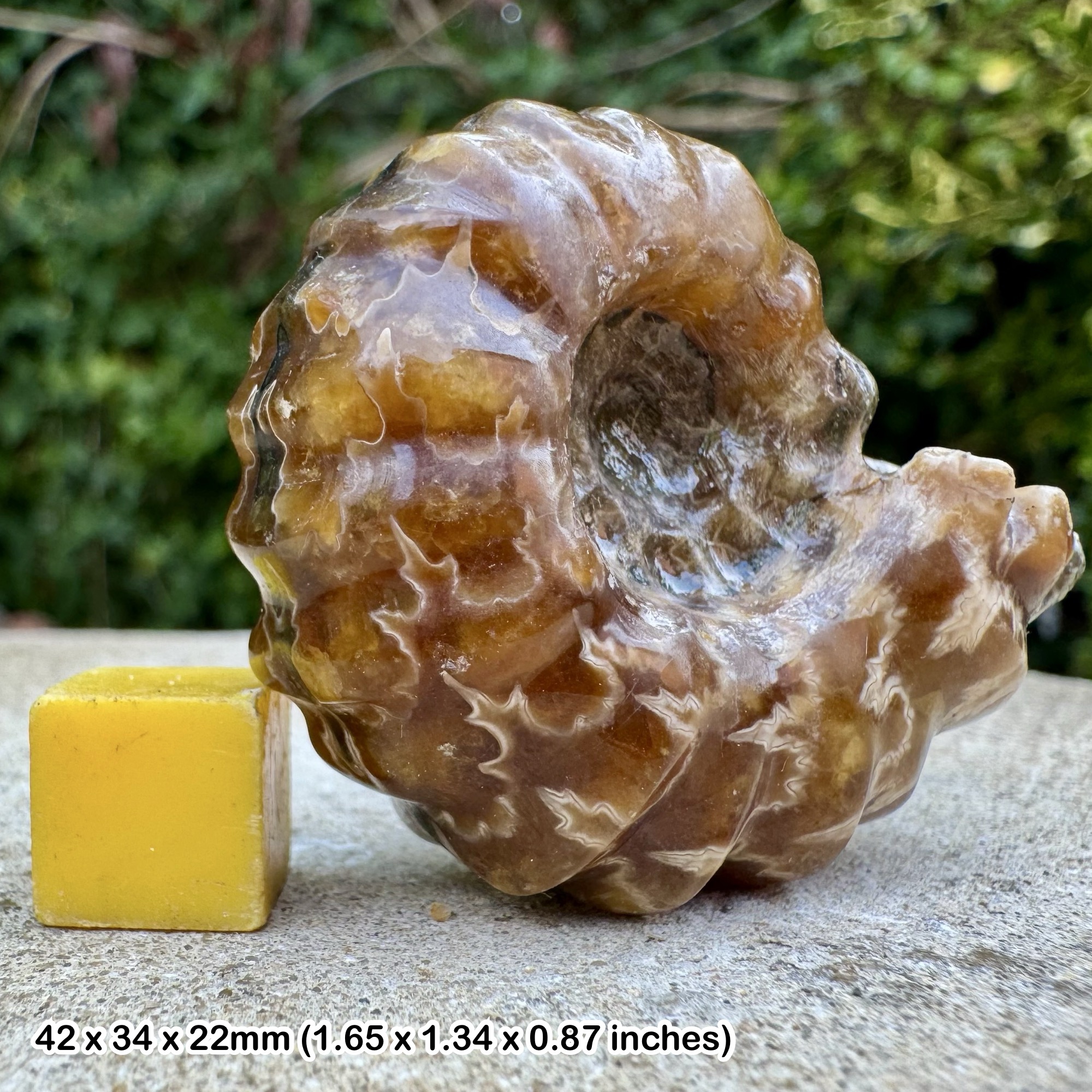 Douvilleiceras inaequinodum Ammonite Fossil Lower Albian Cretaceous Madagascar Genuine Specimen