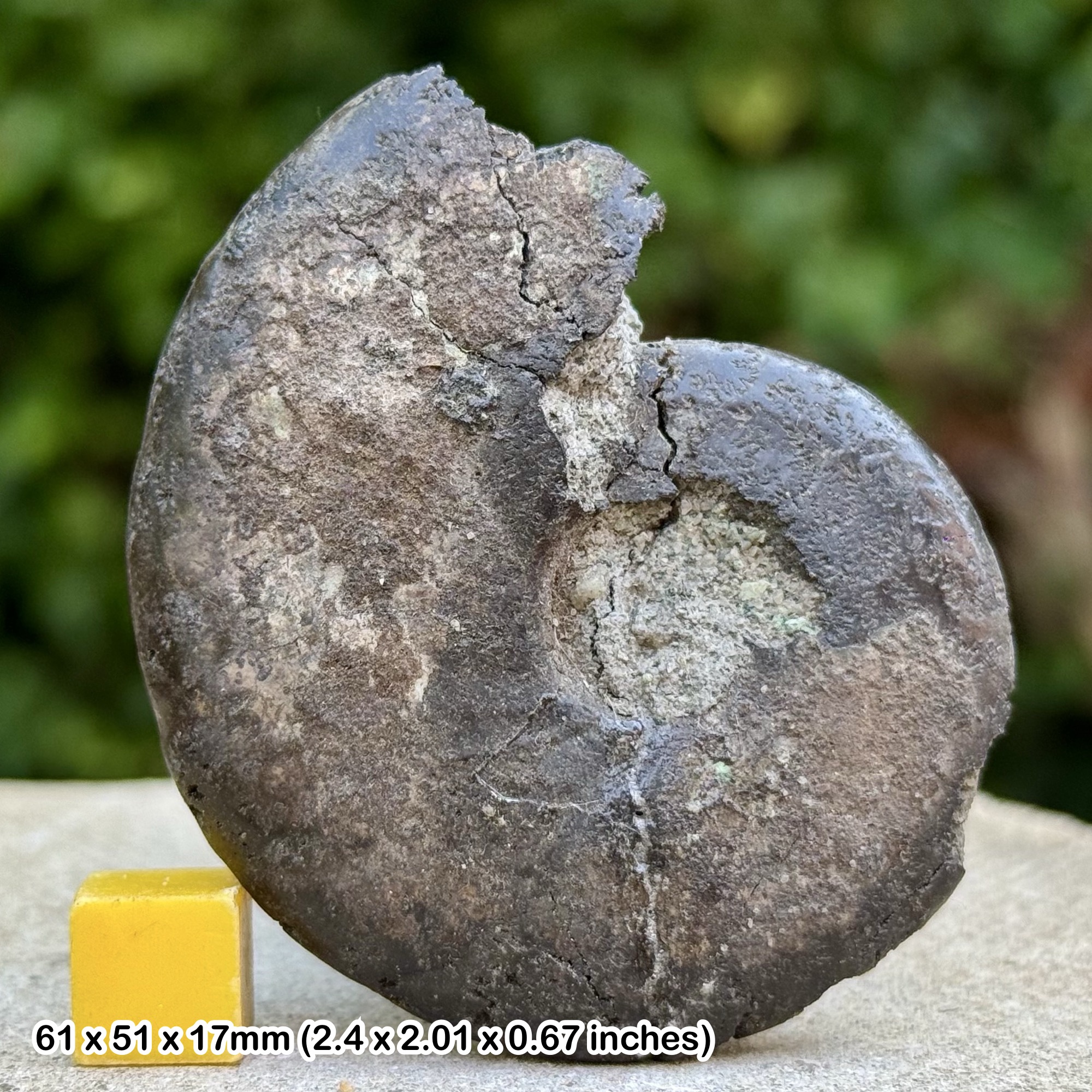 Beudanticeras newtoni Fossil Ammonite Gault Clay Aptian Cretaceous Folkestone Kent UK Genuine Specimen