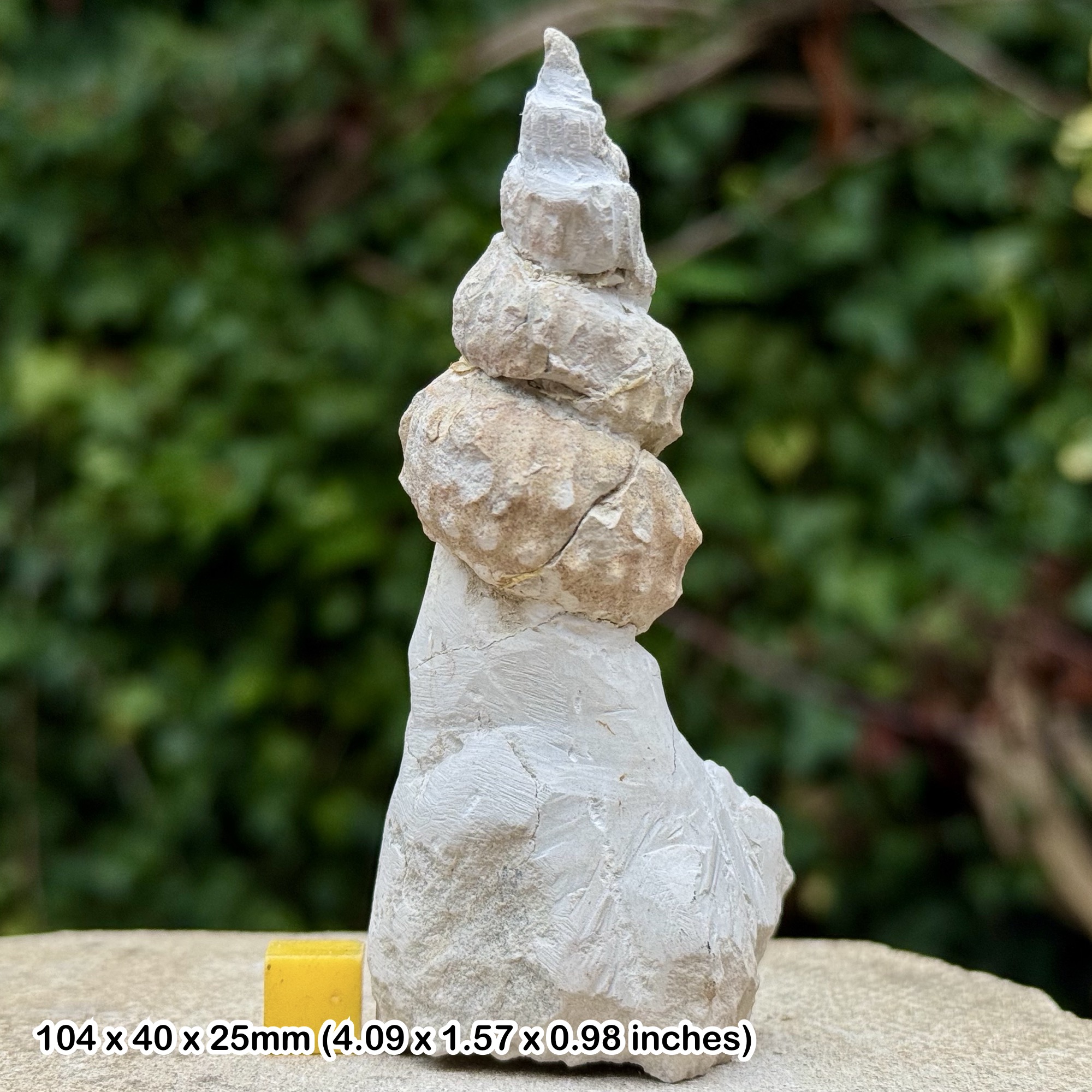 Turrilites acutus Heteromorph Fossil Ammonite Cenomanian Cretaceous Sussex United Kingdom with COA