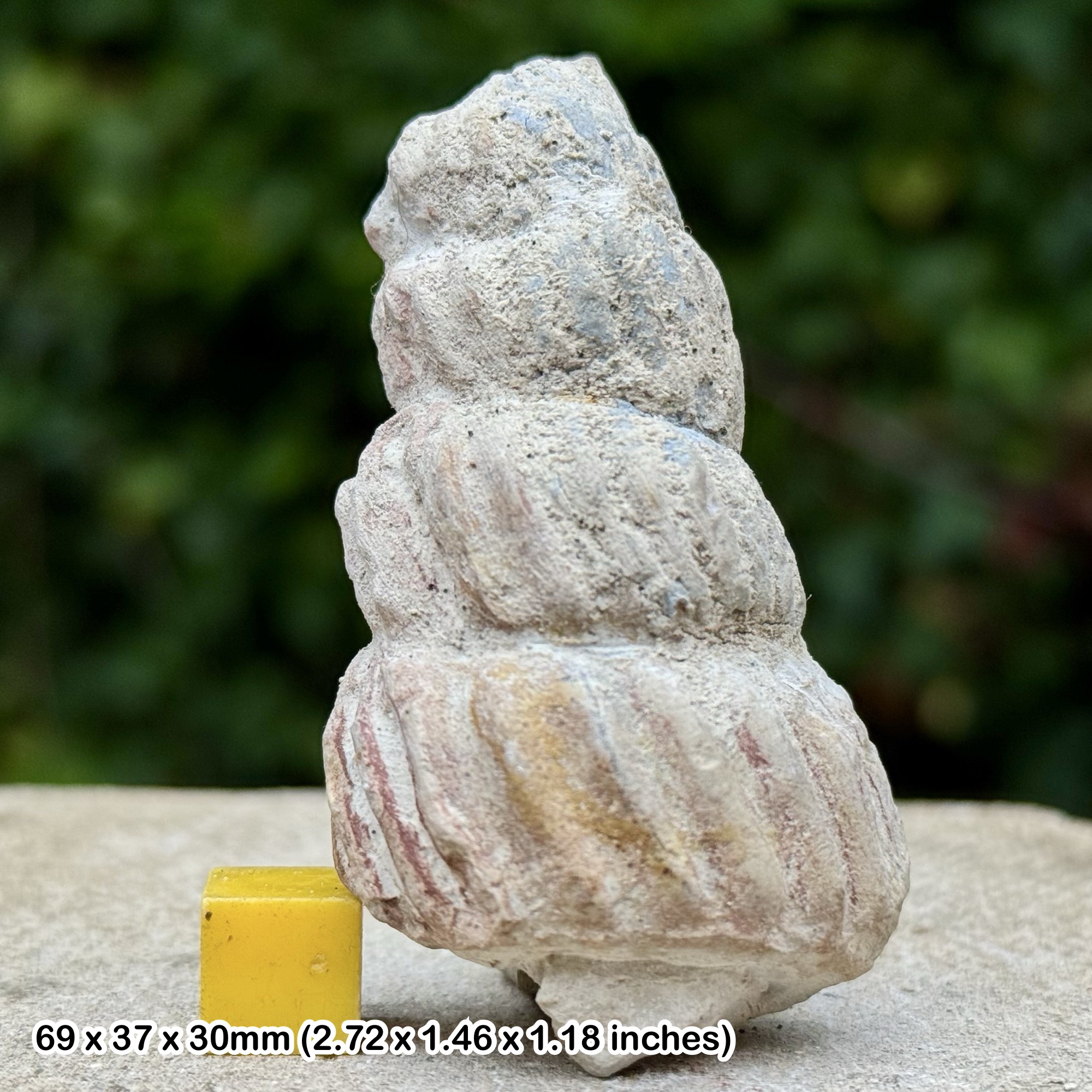 Rare Turrilites scheuzerianus Heteromorph Fossil Ammonite Cenomanian Cretaceous Sussex United Kingdom with COA