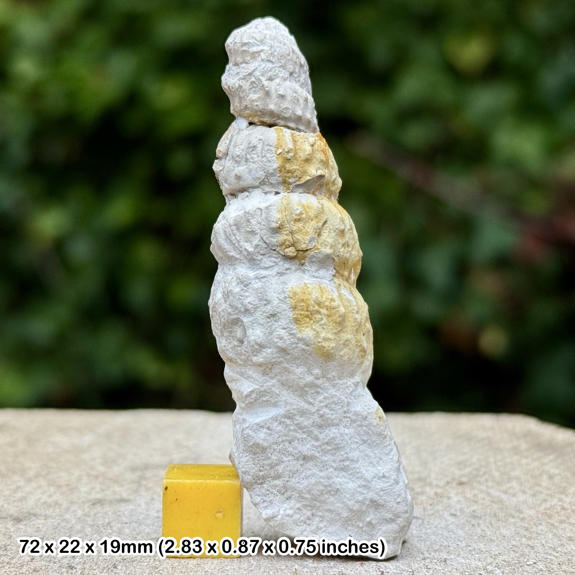 Rare Hypoturrilites mantelli Heteromorph Fossil Ammonite Cenomanian Cretaceous Sussex United Kingdom with COA
