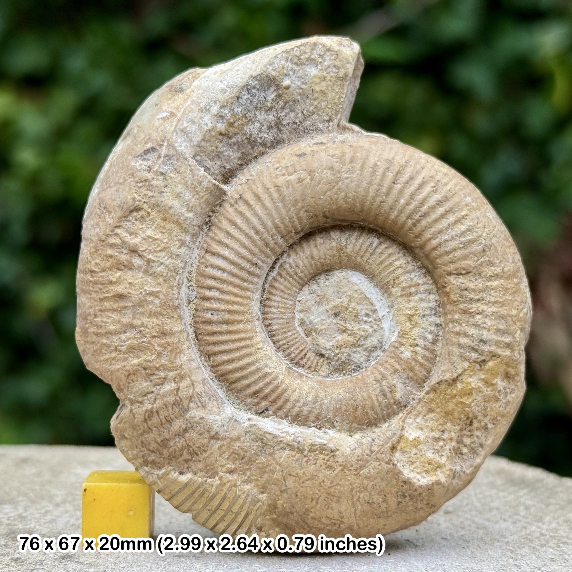 Prodactylioceras davoei Fossil Ammonite Lower Toarcian Jurassic Shoppenhausen Germany with COA