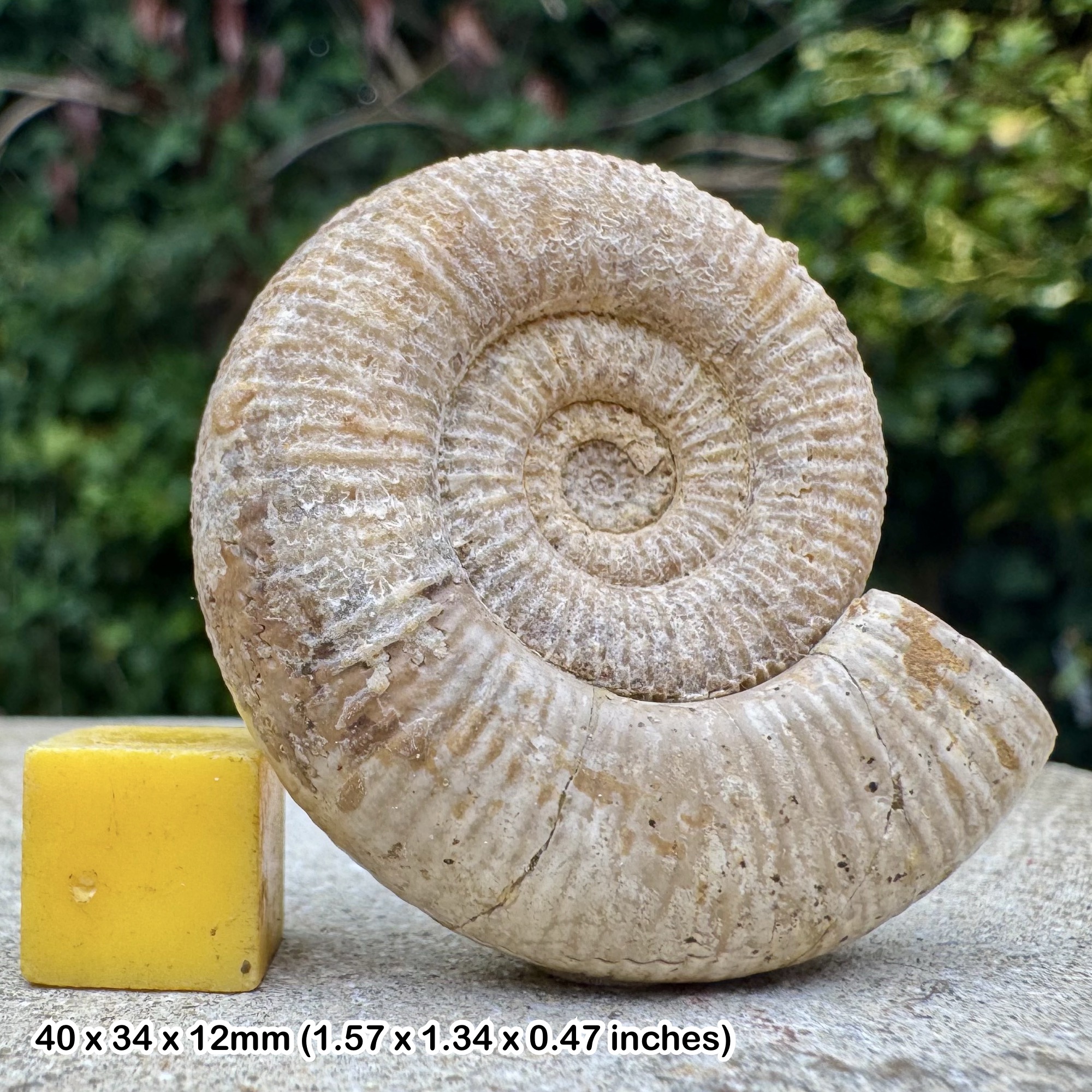 Dactylioceras clevelandicum Fossil Ammonite Lower Toarcian Jurassic Nurnberg Bavaria Germany with COA
