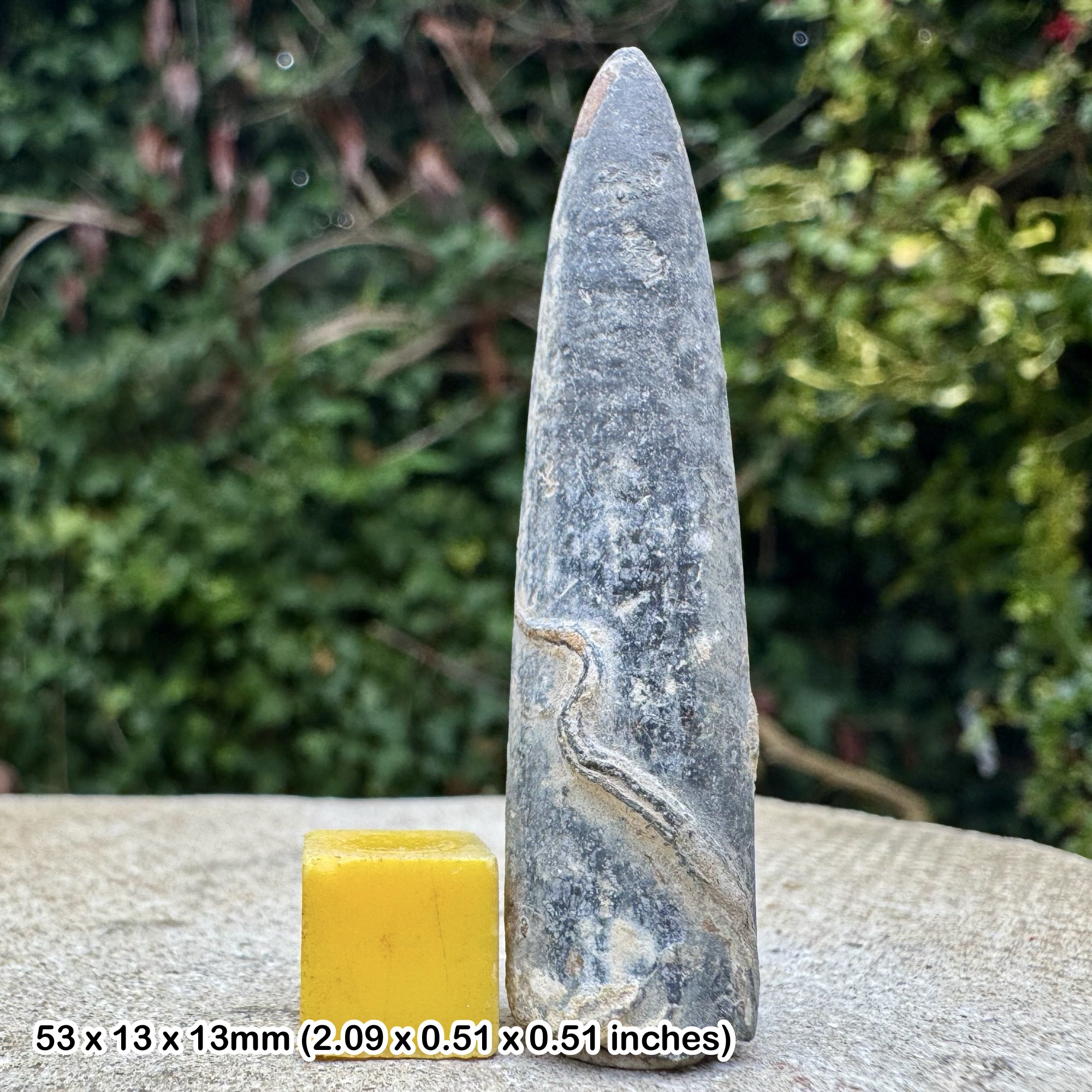 Nannobelus acutus Fossil Belemnite Lower Sinemurian Jurassic Lyme United Kingdom with Certificate of Authenticity