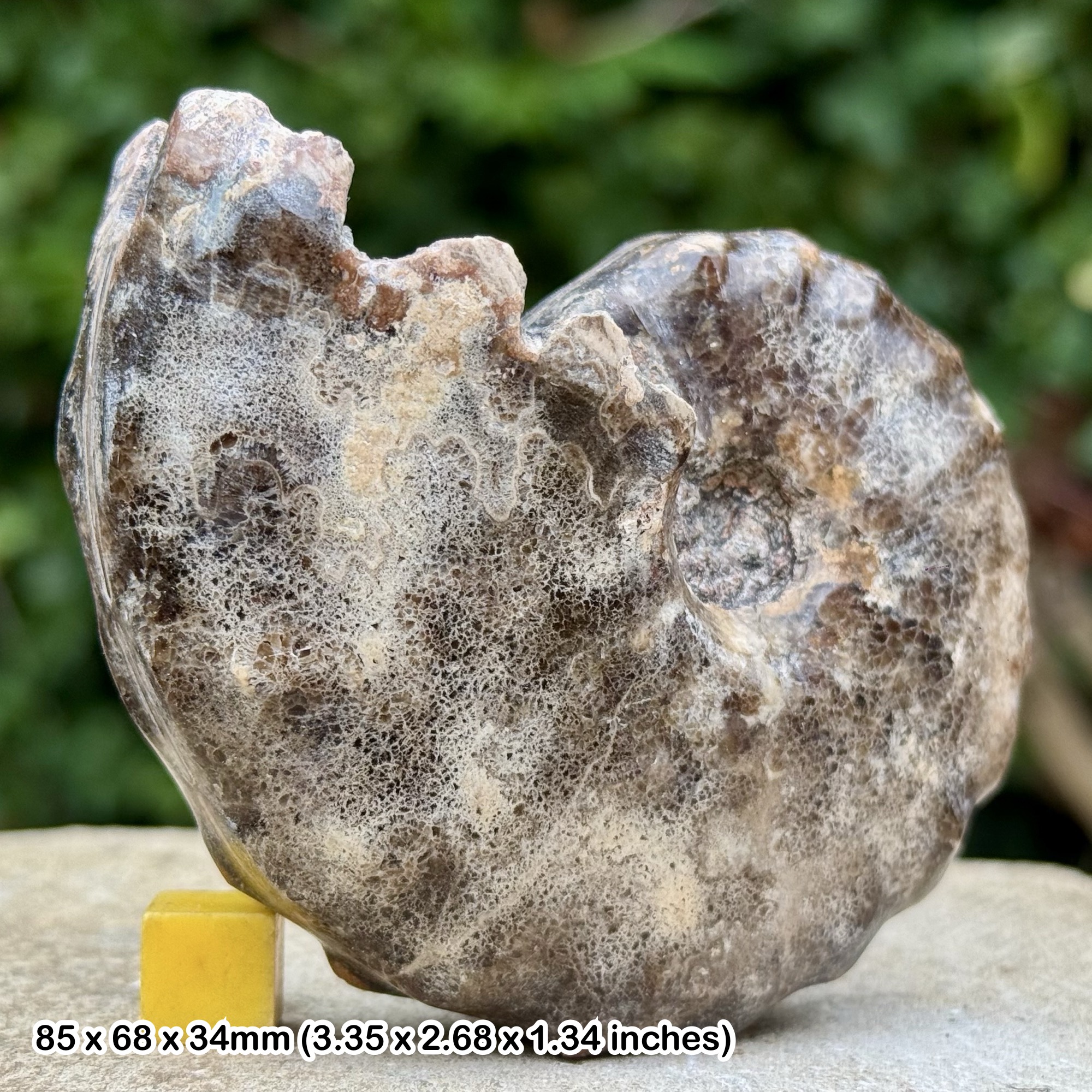 Pseudotissotia galliennei Fossil Ammonite Lower Turonian Cretaceous Morocco with Certificate of Authenticity