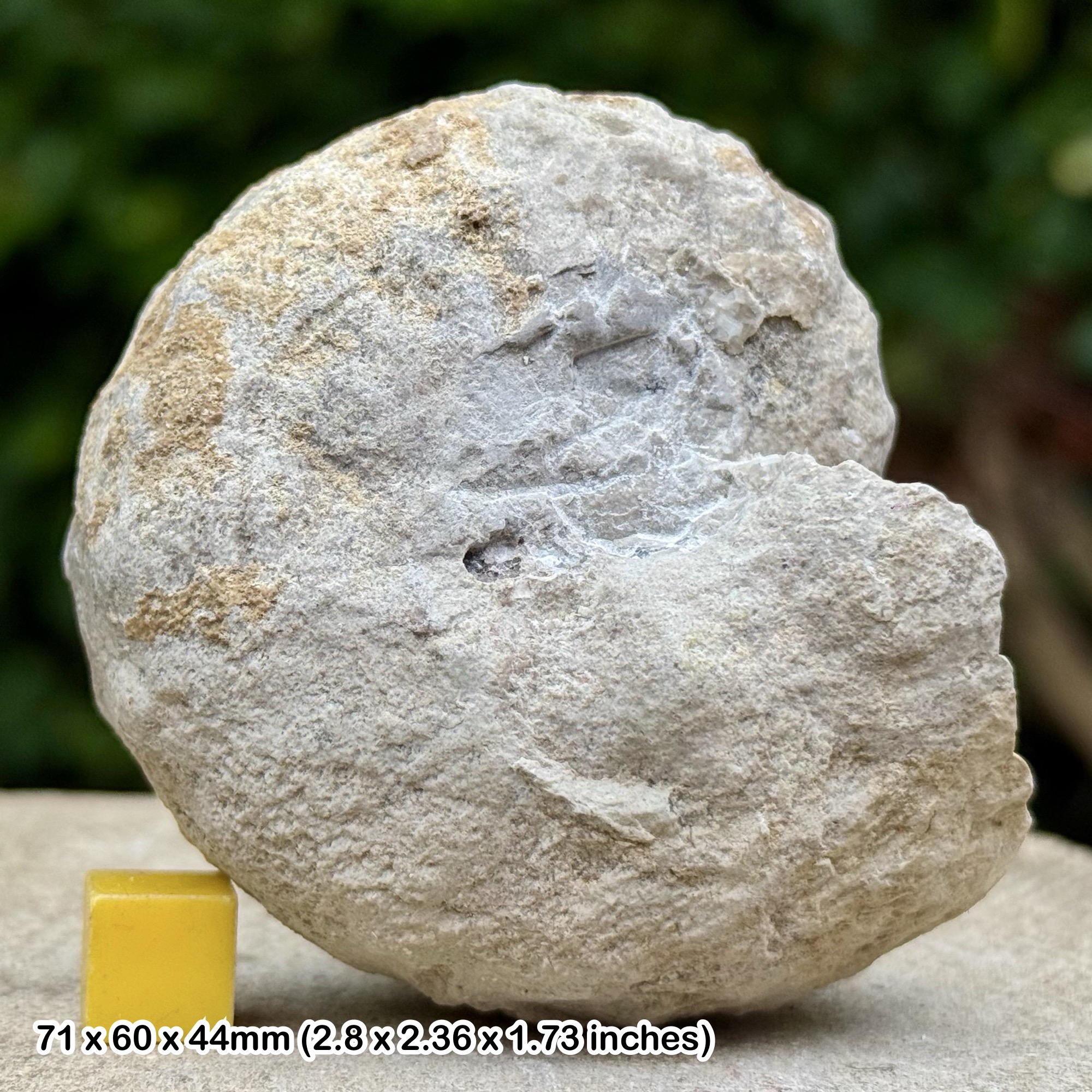 Euomphaloceras Fossil Ammonite Lower Turonian Cretaceous Soria Burgos Spain with Certificate of Authenticity