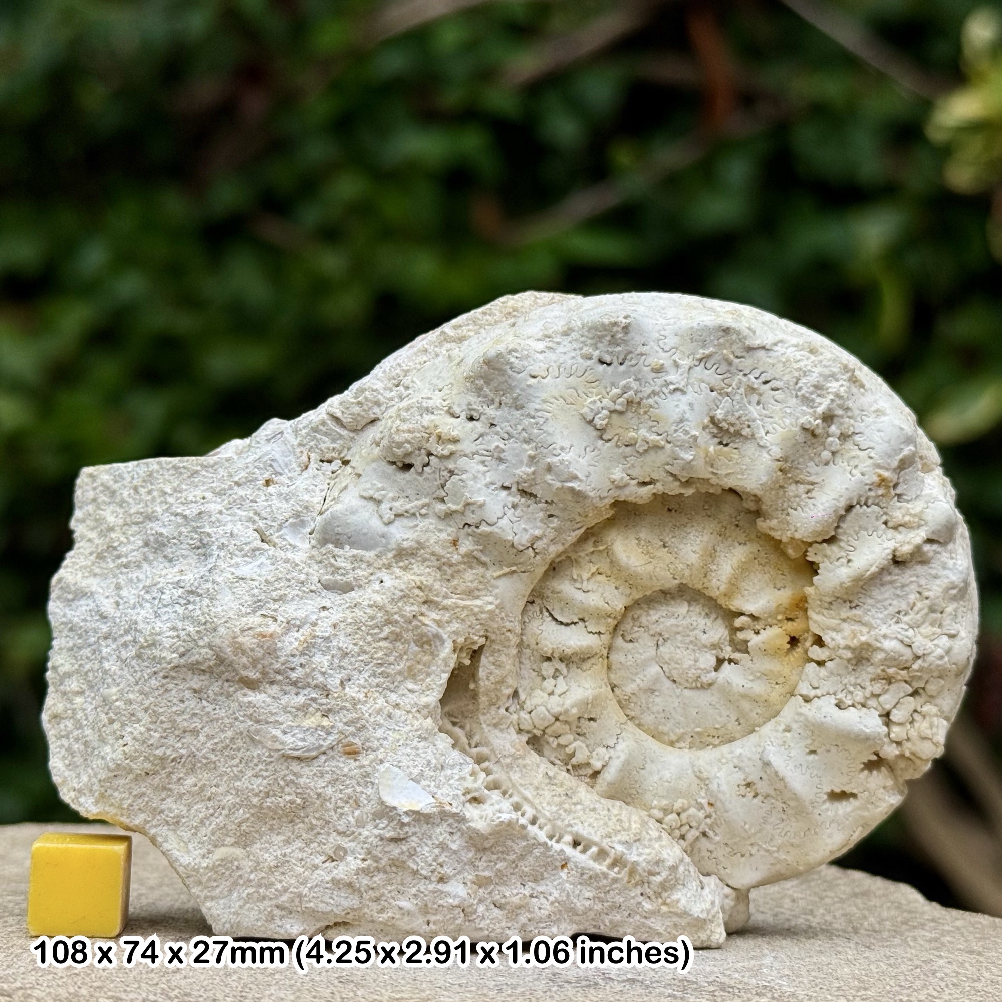 Gauthiericeras margae Fossil Ammonite Middle Coniacian Cretaceous Grizac France with Certificate of Authenticity