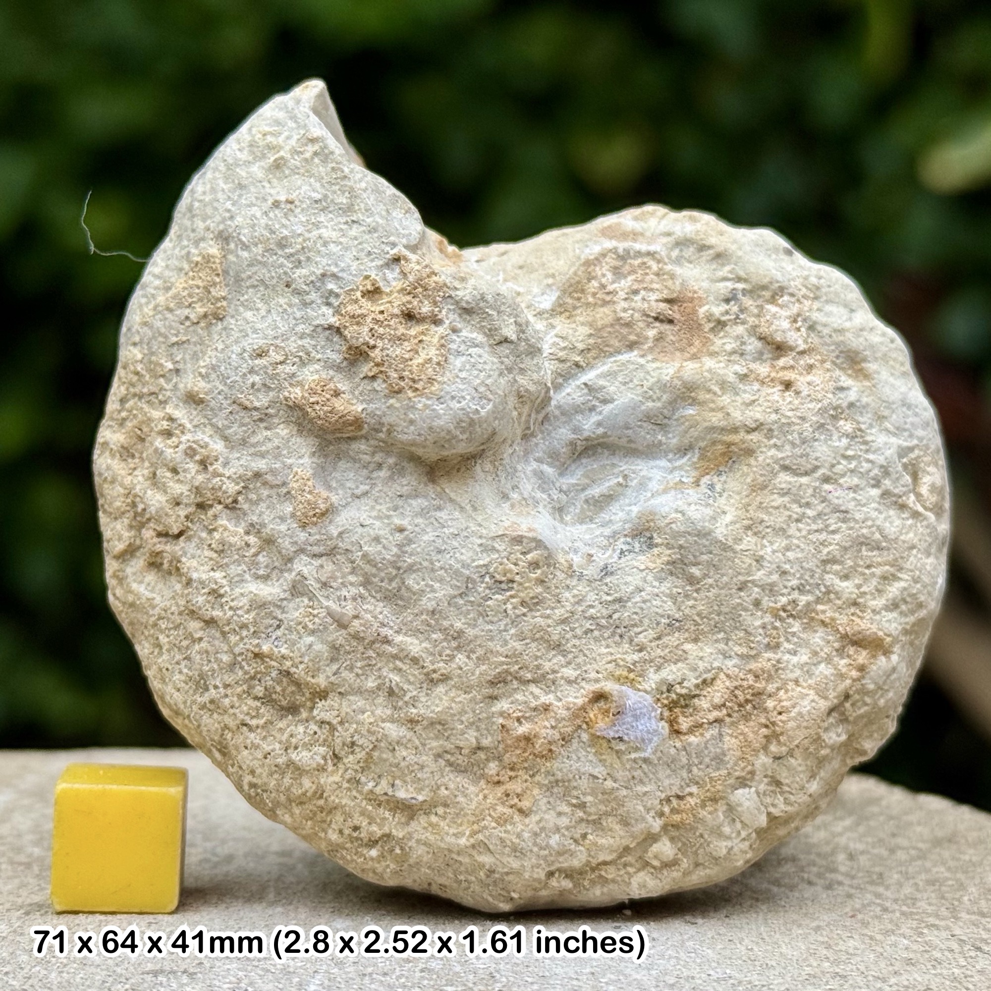 Thomelites Fossil Ammonite Lower Turonian Cretaceous Soria Burgos Spain with Certificate of Authenticity