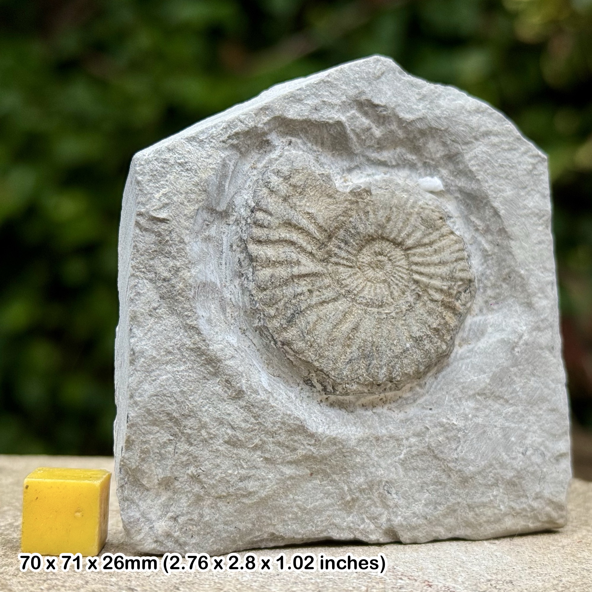 Rare Pseudohaploceras liptoviense Ammonite Fossil from Barremian Cretaceous Gap France Authentic Specimen