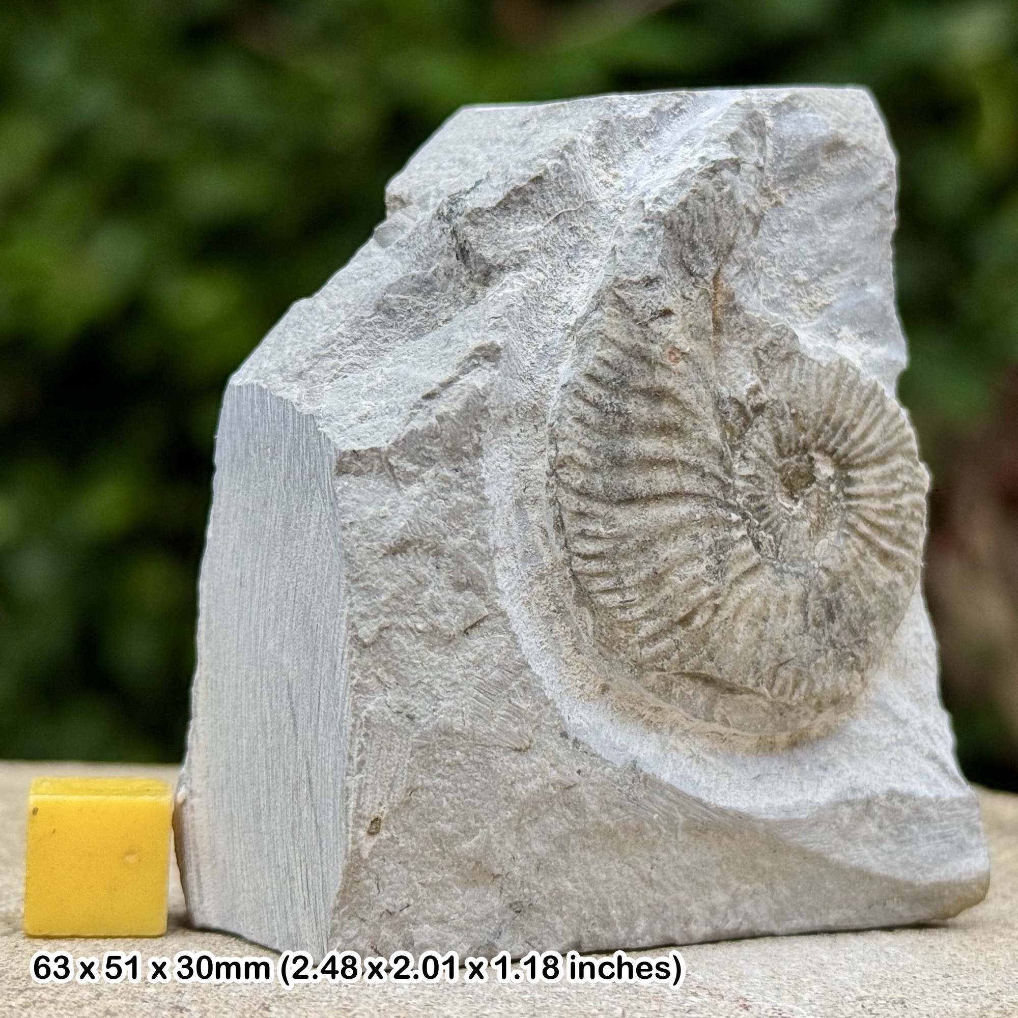 Berriasella Ammonite Fossil from Berriasian Cretaceous Ginestous Garde France Authentic Specimen