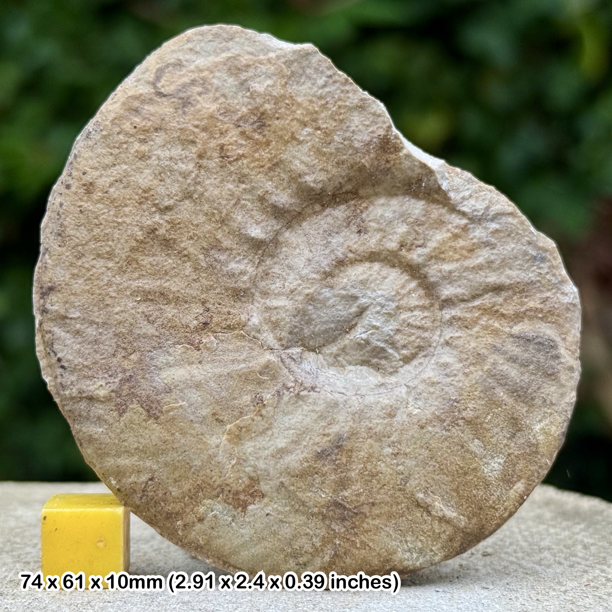 Subalpinites Ammonite Fossil from Berriasian Cretaceous Lacisterne Boisset Gard France Authentic Specimen