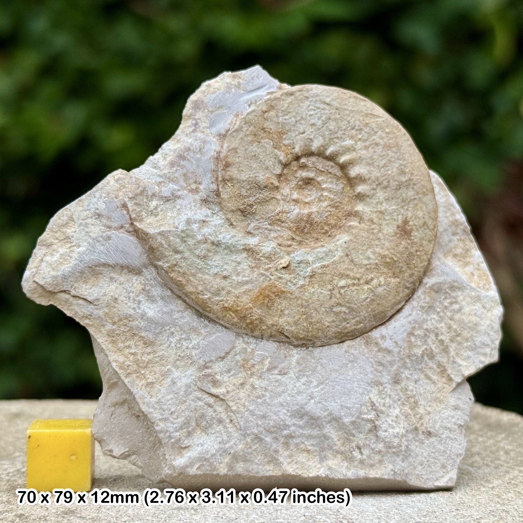 Dalmasicera Ammonite Fossil from Berriasian Cretaceous Lacisterne Boisset Gard France Authentic Specimen