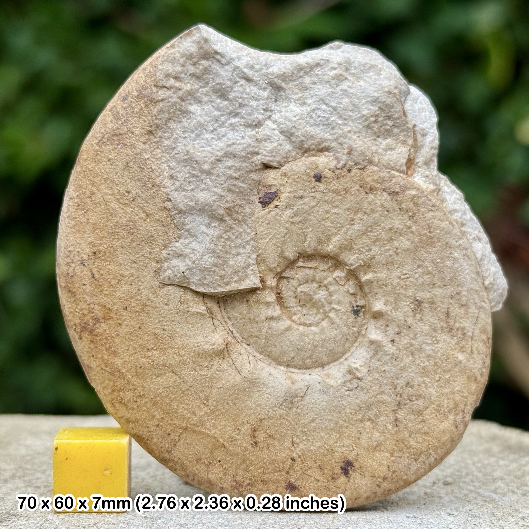 Dalmasiceras dalmasi Ammonite Fossil from Berriasian Cretaceous Gardois France Authentic Specimen