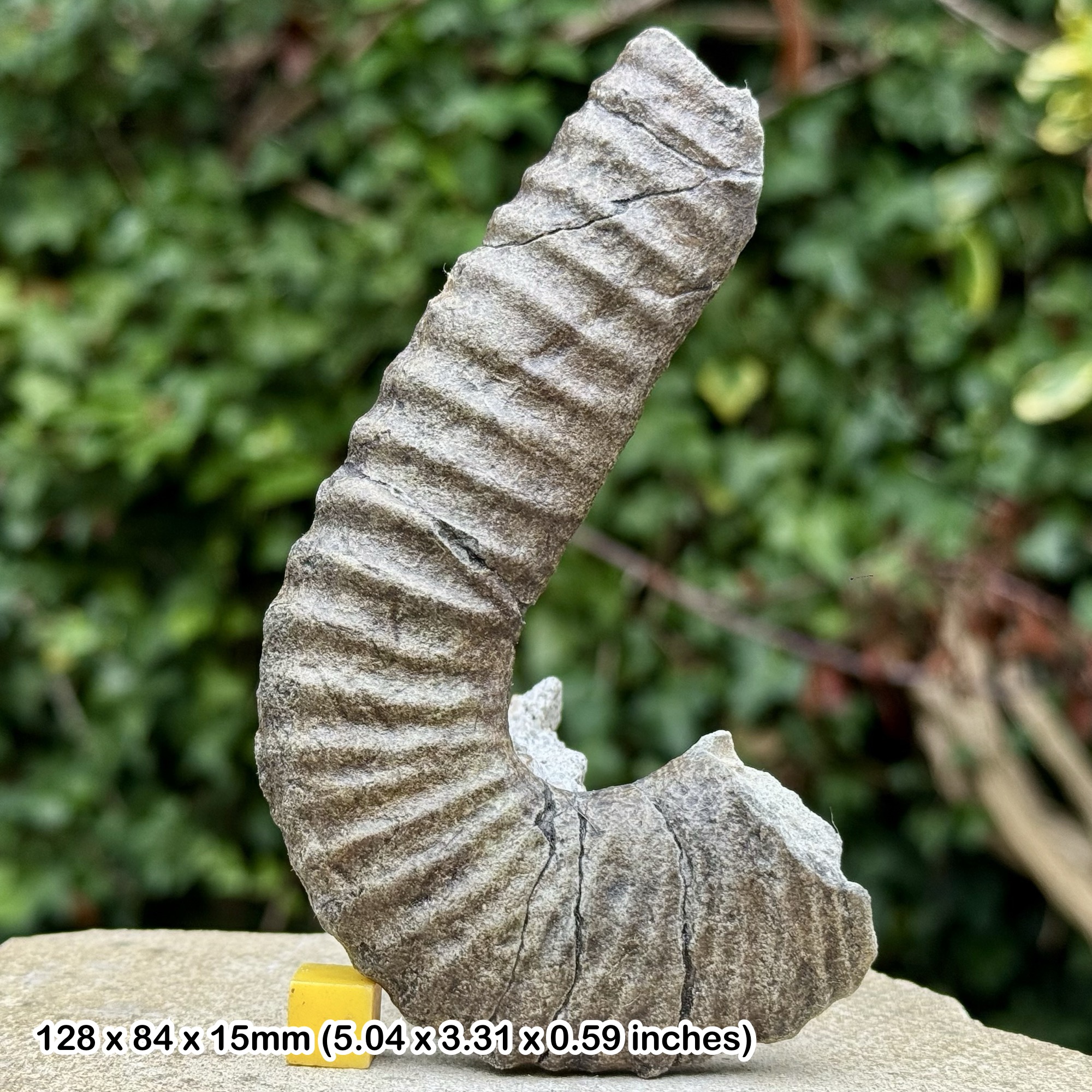 Rare Neoglyptus magnificum Heteromorph Ammonite Fossil Cretaceous Maastrichtian Madagascar Genuine Certified Specimen | Collector Fossil