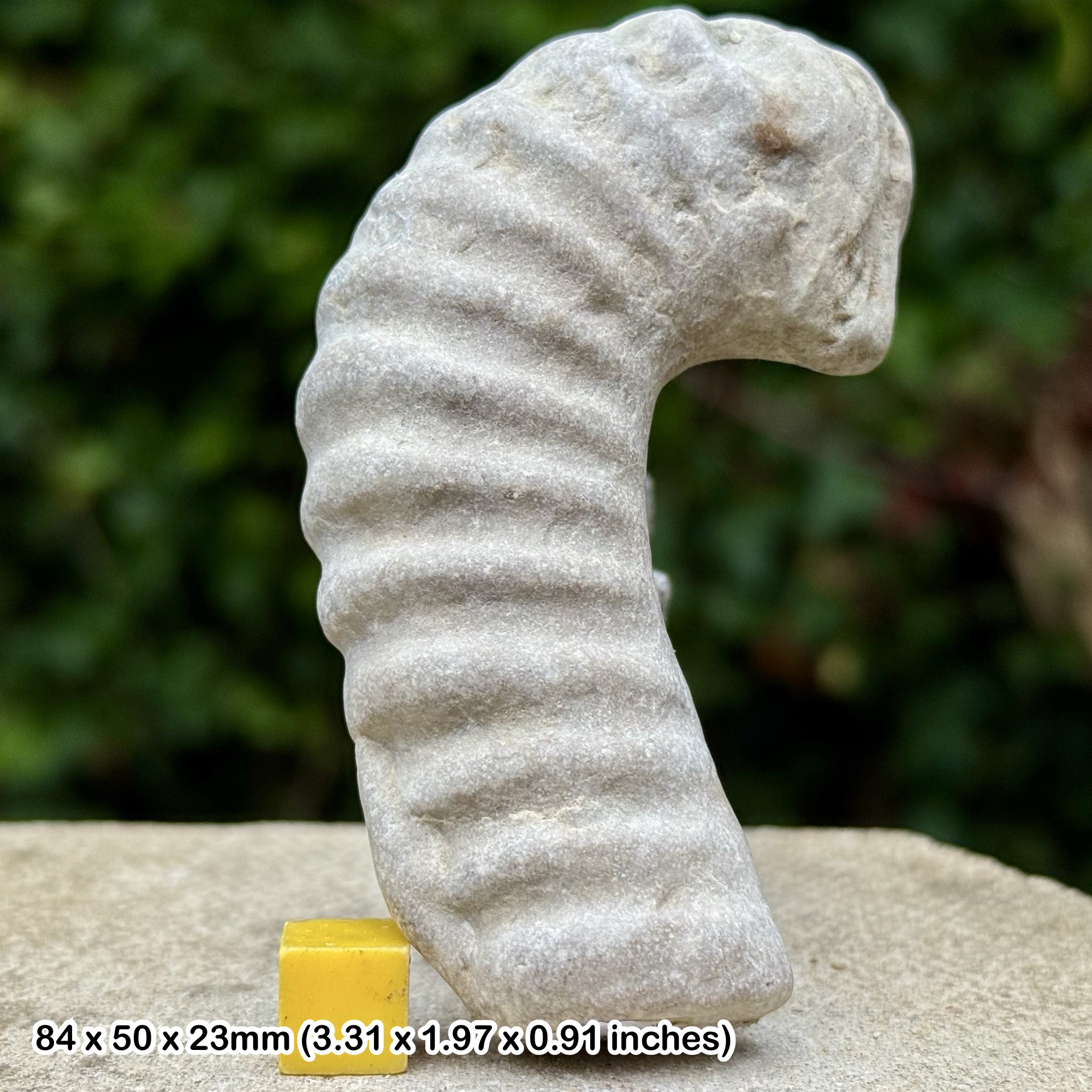 Rare Idiohamites fremonti Heteromorph Ammonite Fossil Cretaceous Albian Texas USA Genuine Certified Specimen | Collector Fossil