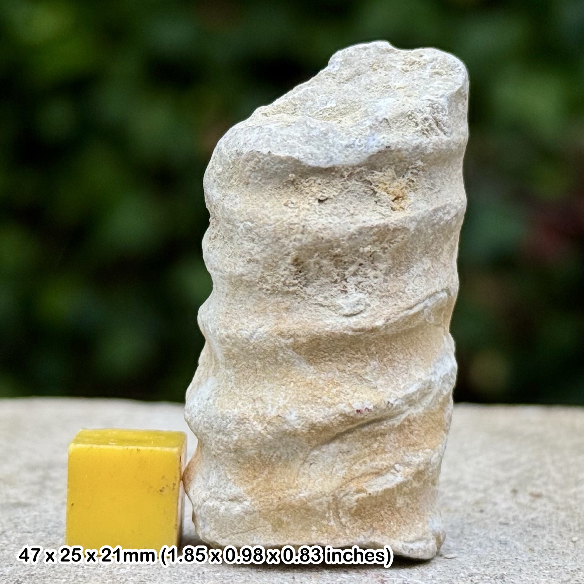Rare Idiohamites fremonti Heteromorph Ammonite Fossil Cretaceous Albian Texas USA Genuine Certified Specimen | Collector Fossil