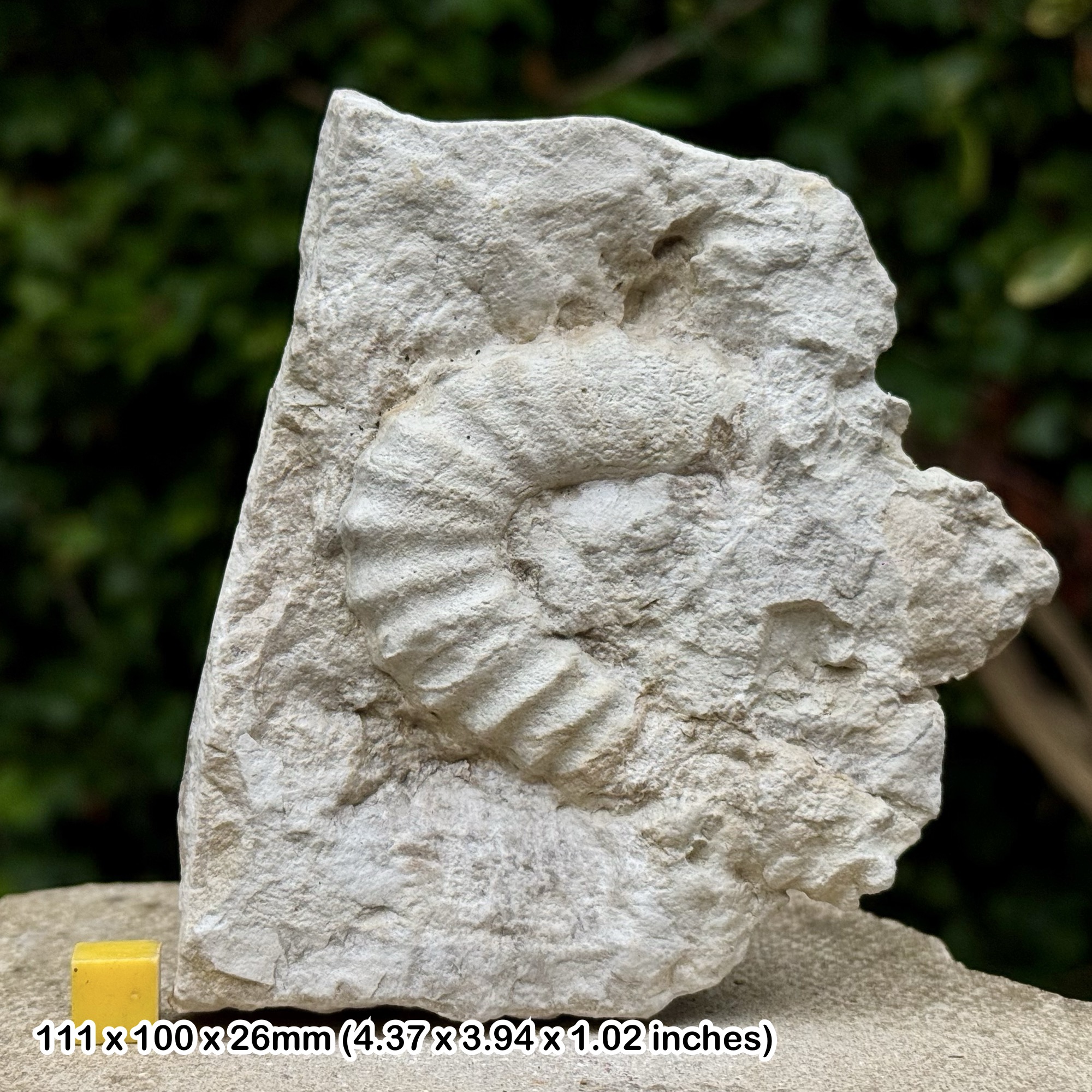 Rare Acrioceras armatum Heteromorph Ammonite Fossil Cretaceous Upper Albian Texas USA Genuine Certified Specimen | Collector Fossil