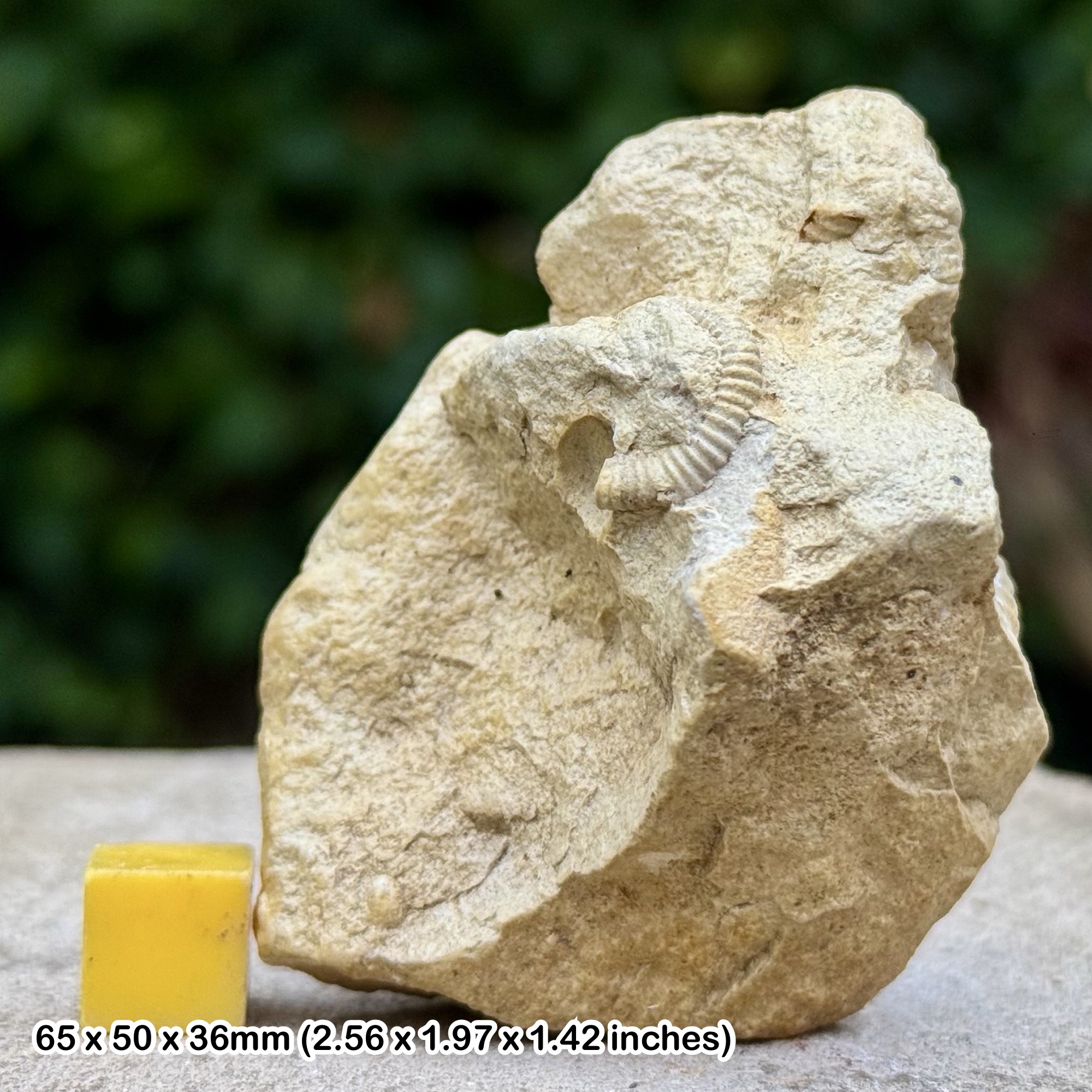 Rare Hamites Heteromorph Ammonite Fossil Cretaceous Albian Texas USA Genuine Certified Specimen | Authentic Collector Fossil