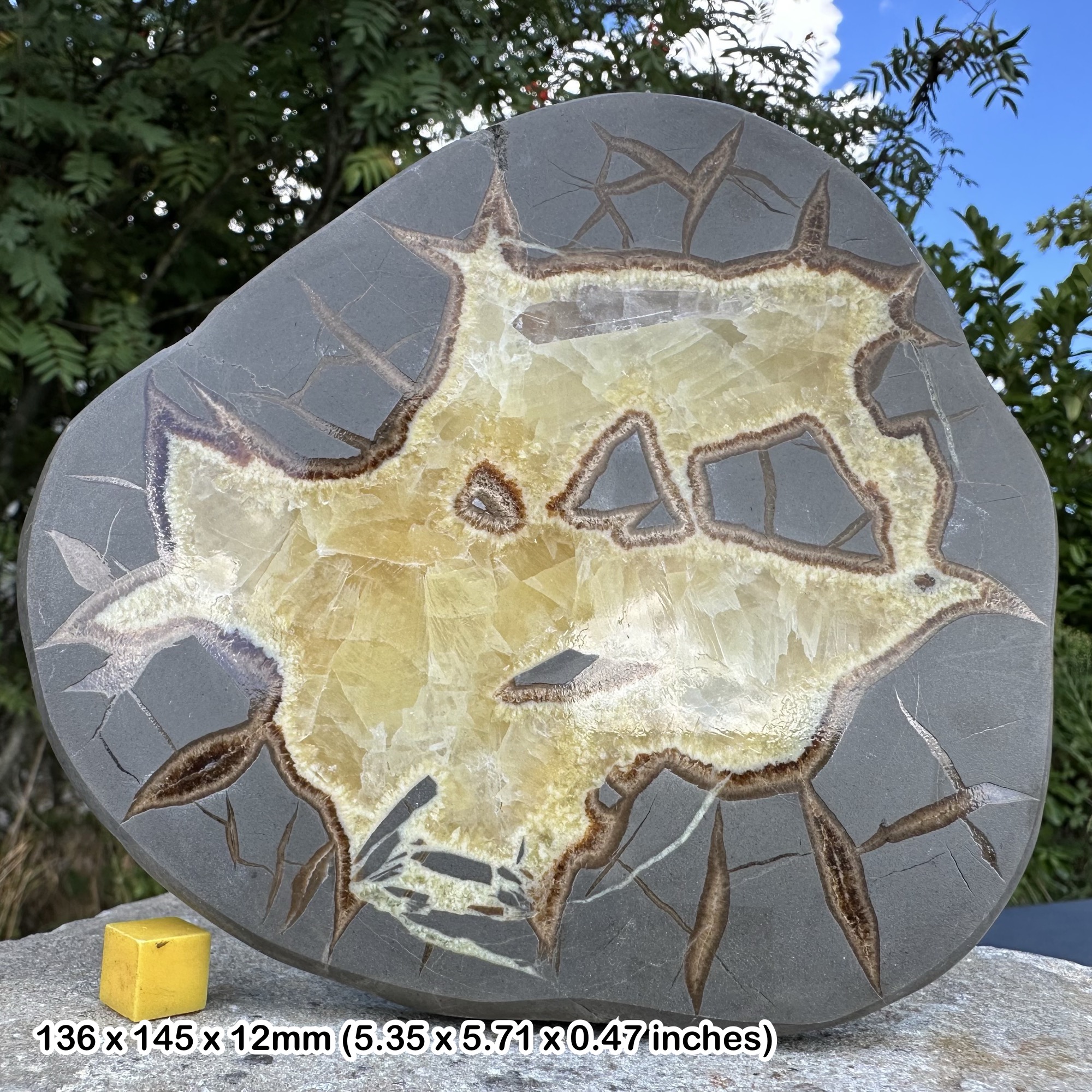 Septarian Calcite Crystal Slice - Utah USA - Polished Geode Nodule - Authentic Natural Mineral