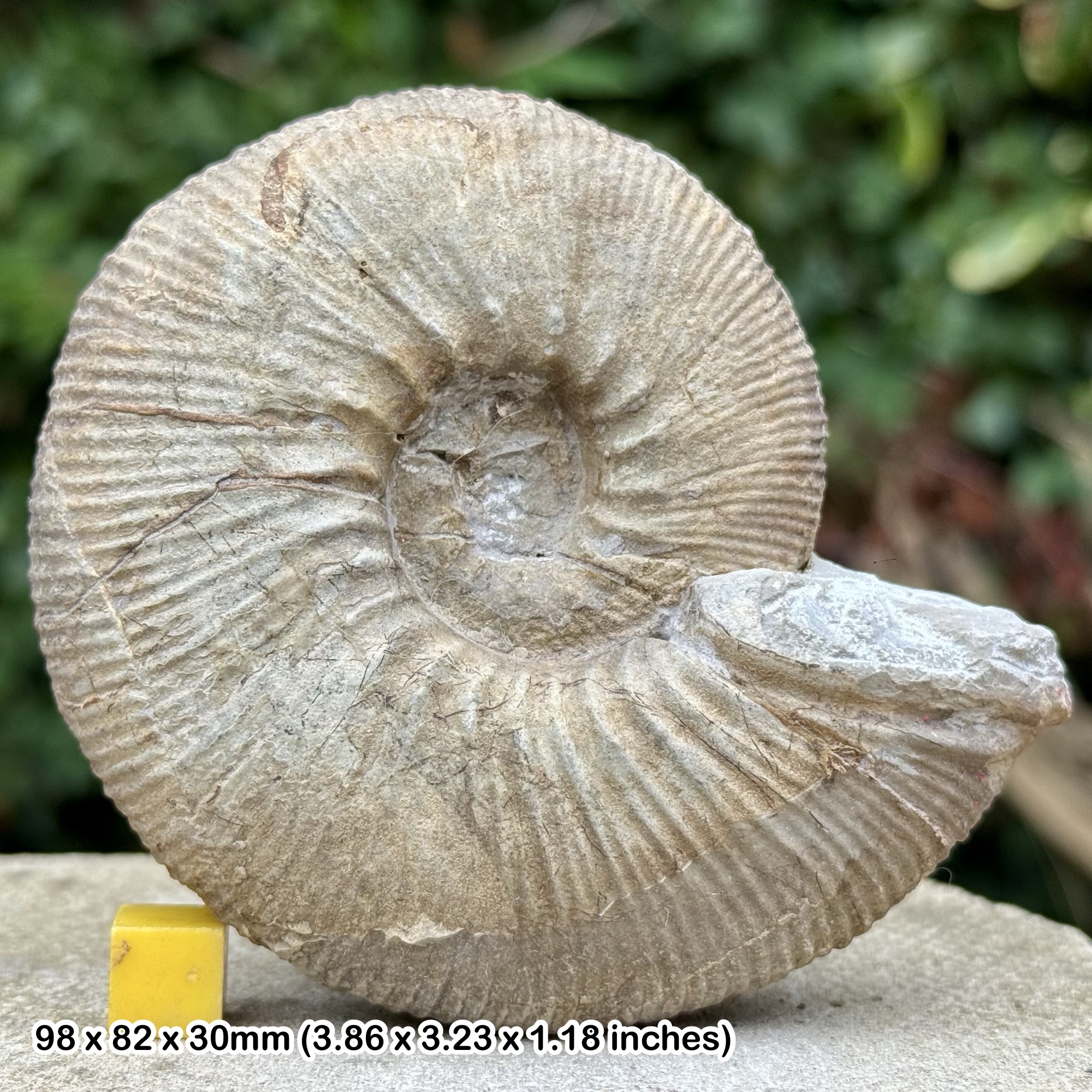 Catasigaloceras planicerclus Ammonite Fossil from Lower Callovian Jurassic Gloucestershire United Kingdom