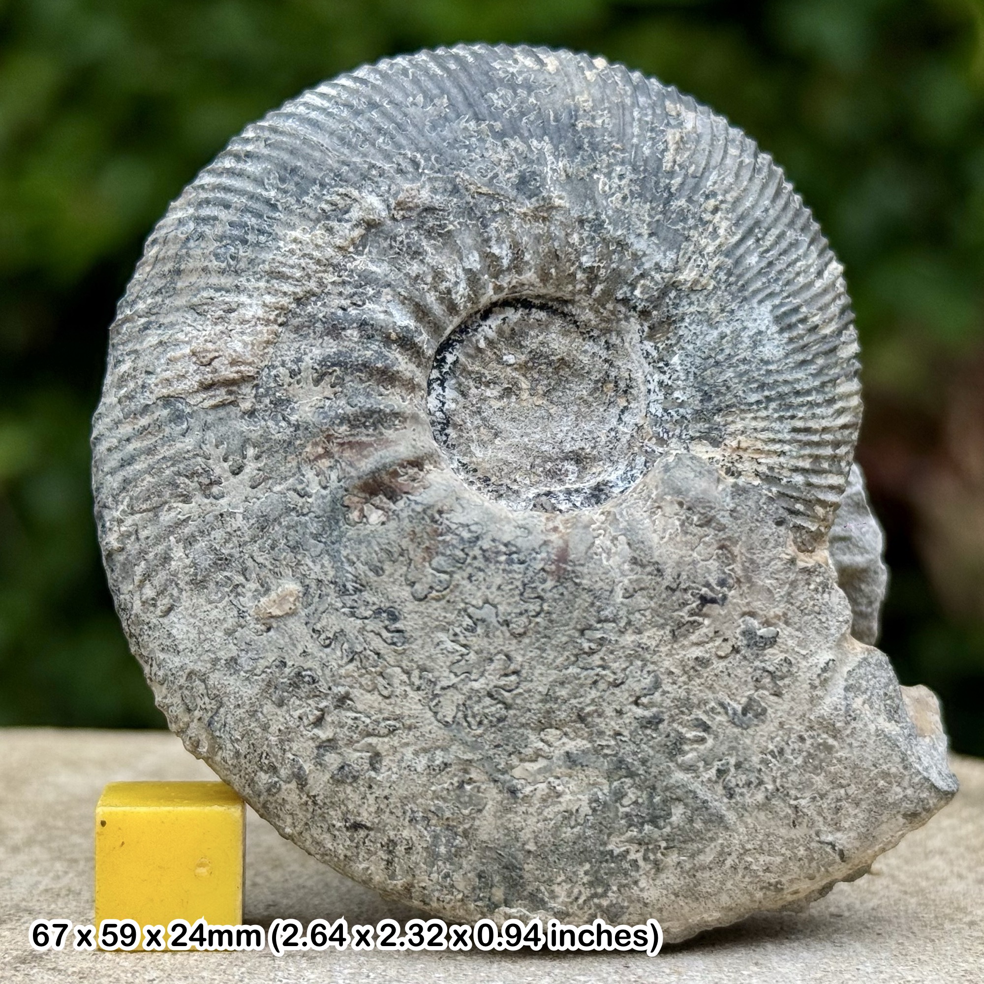 Kosmoceras Ammonite Fossil from Kellaways Beds Callovian Jurassic Latton Quarry Cotswold Water Park Swindon UK