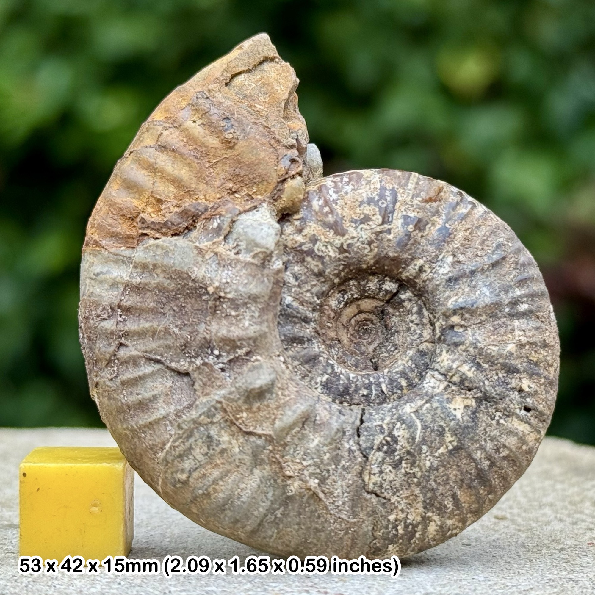 Kosmoceras Ammonite Fossil from Jurassic Callovian Kellaways Beds Latton Quarry Cotswold Water Park Swindon UK
