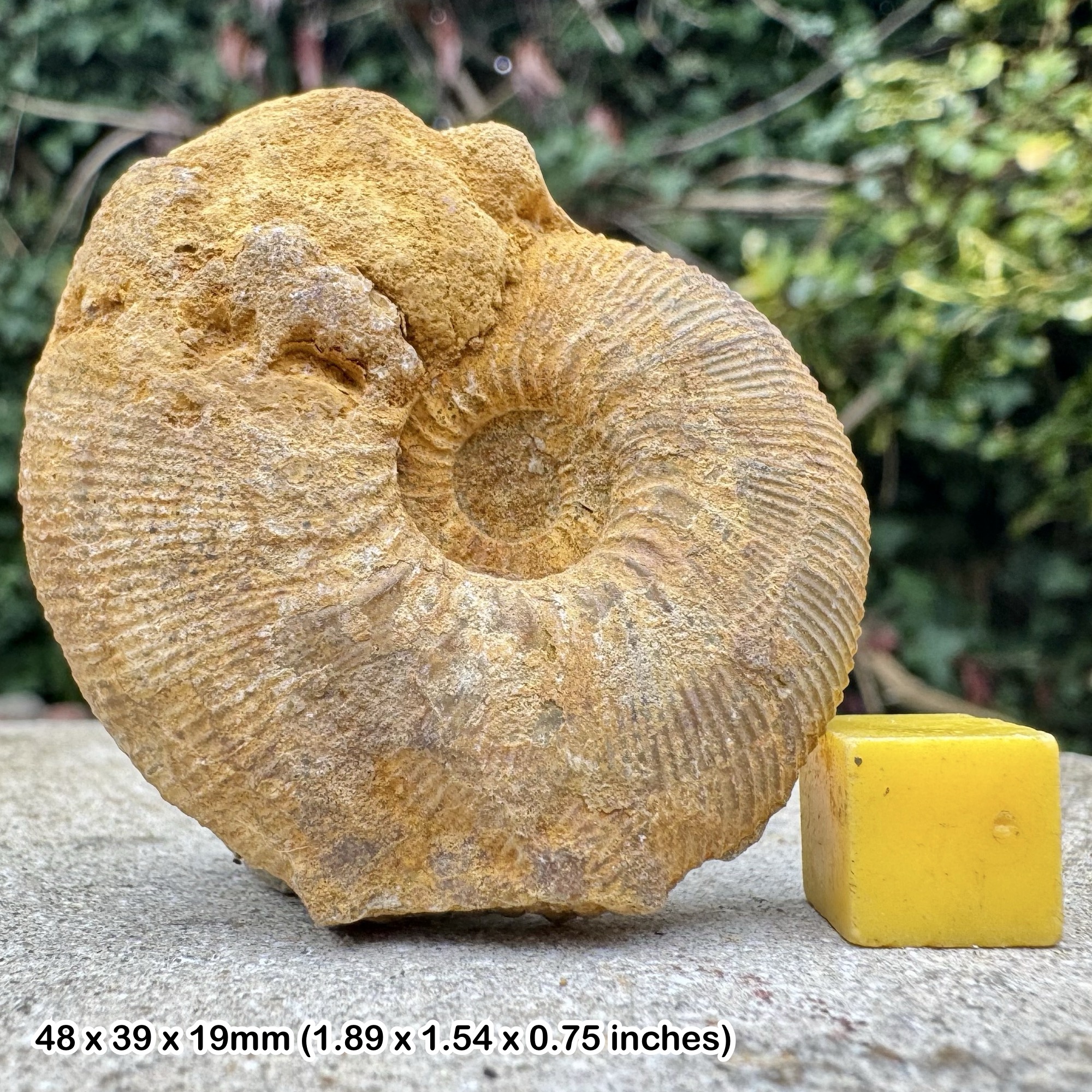 Perisphinctes spirorbis Ammonite Fossil from Jurassic Callovian Kellaways Beds Latton Quarry Cotswold Water Park Swindon UK