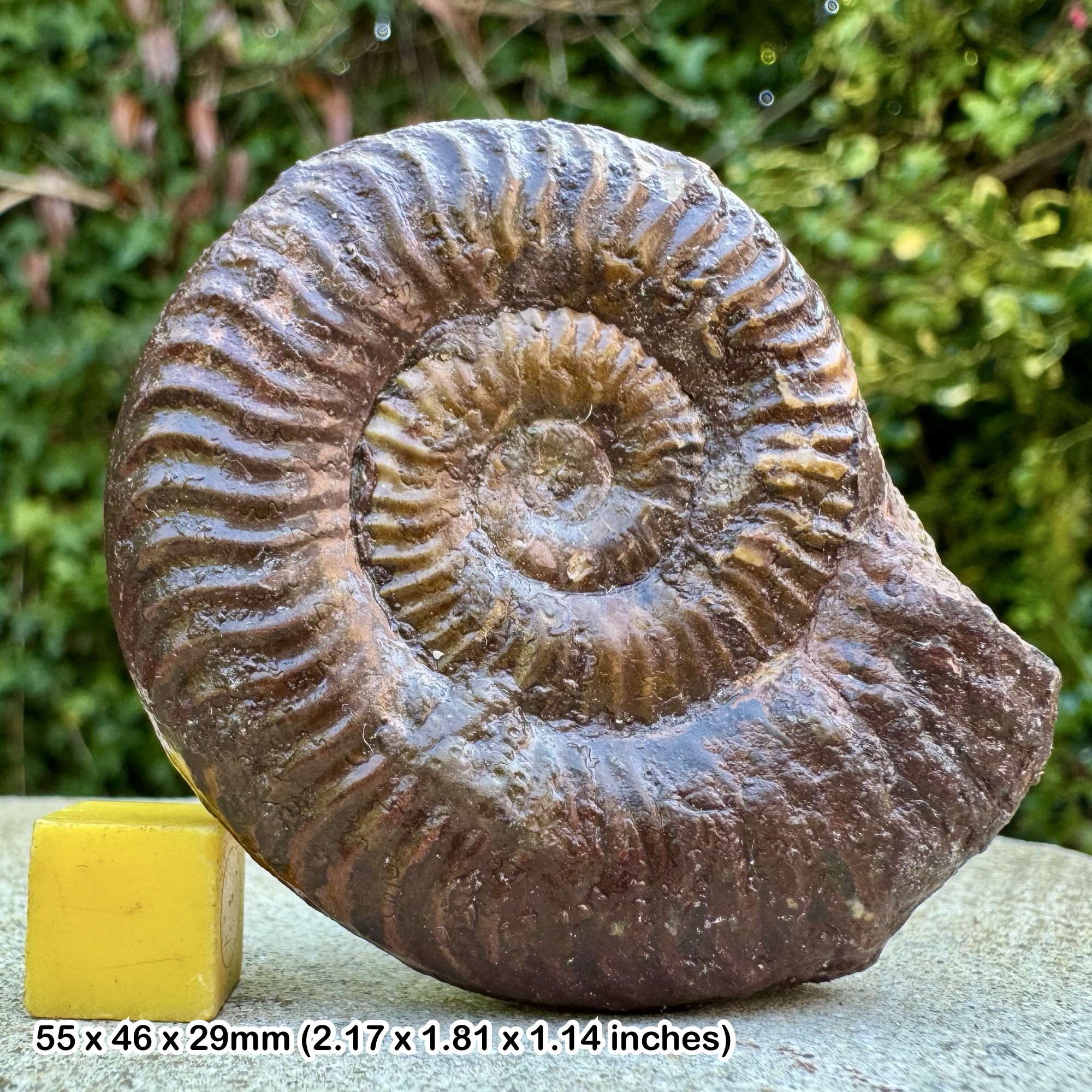 Rare Pseudogrammoceras thrasu Ammonite Fossil from Upper Toarcian Jurassic Belmont Rhone France