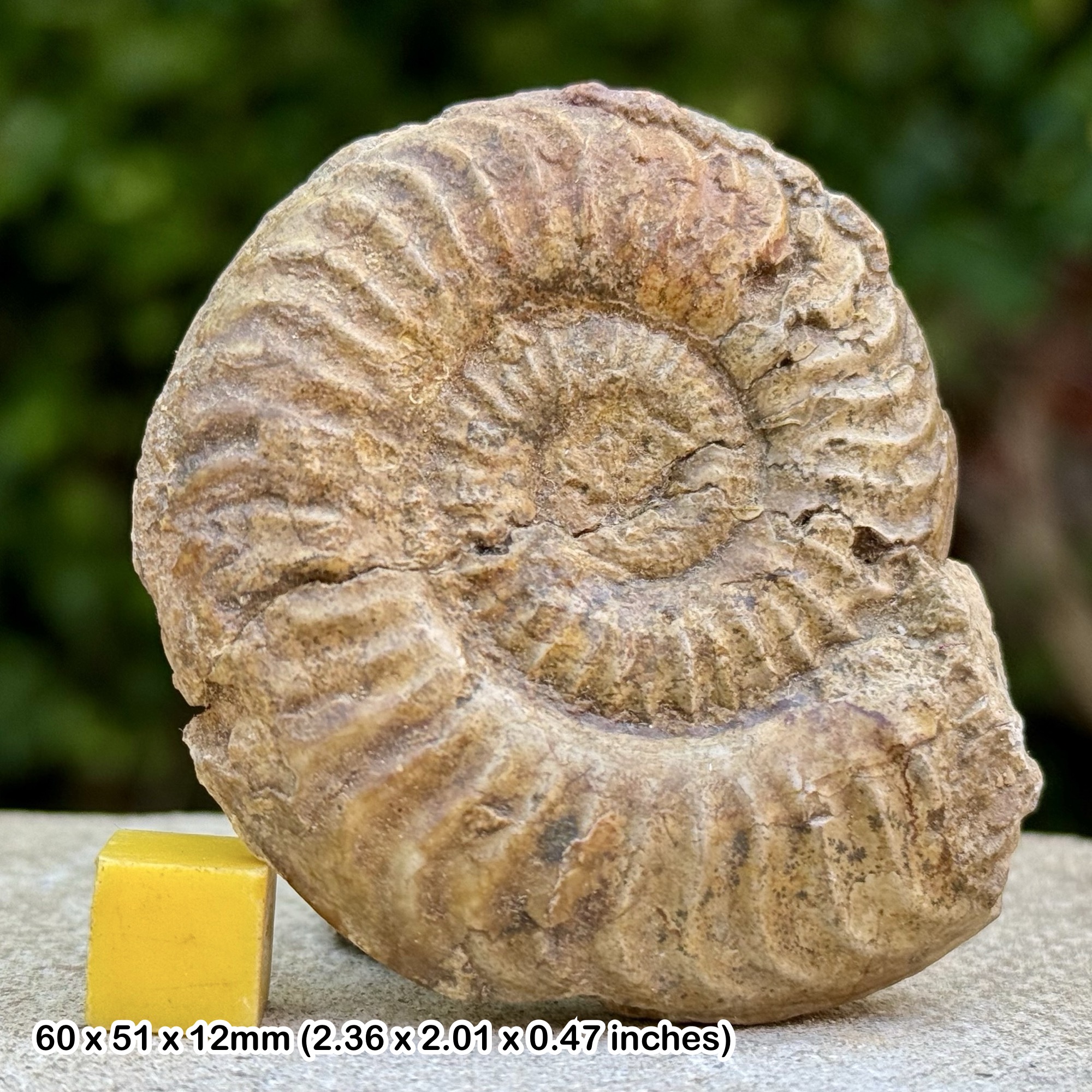 Rare Protogrammoceras geometricum Ammonite Fossil from Upper Aalenian Jurassic Deux Sevres France