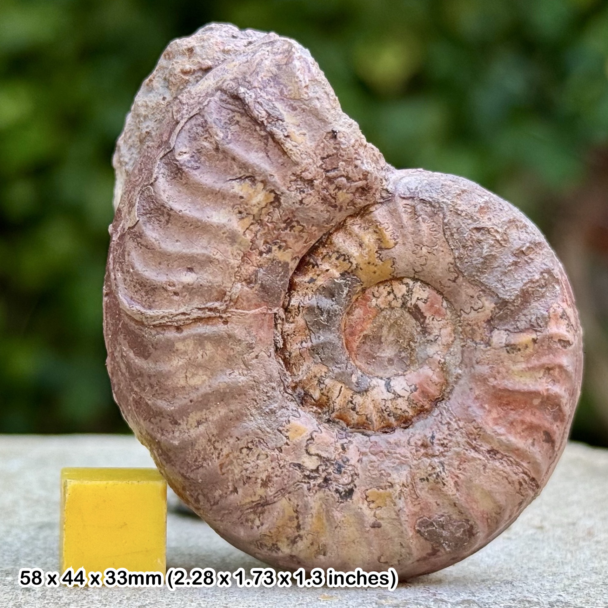 Rare Grammoceras Ammonite Fossil from Upper Toarcian Jurassic Calvados France Authentic Collectable