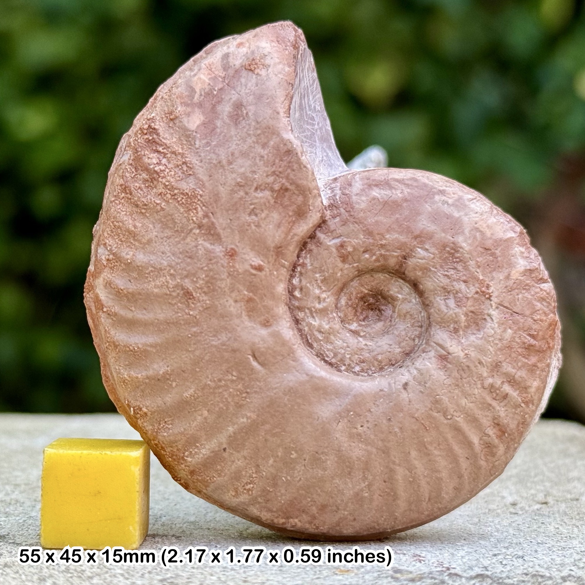 Rare Mercaticeras mercati Ammonite Fossil from Lower Toarcian Jurassic Italy with Certificate of Authenticity