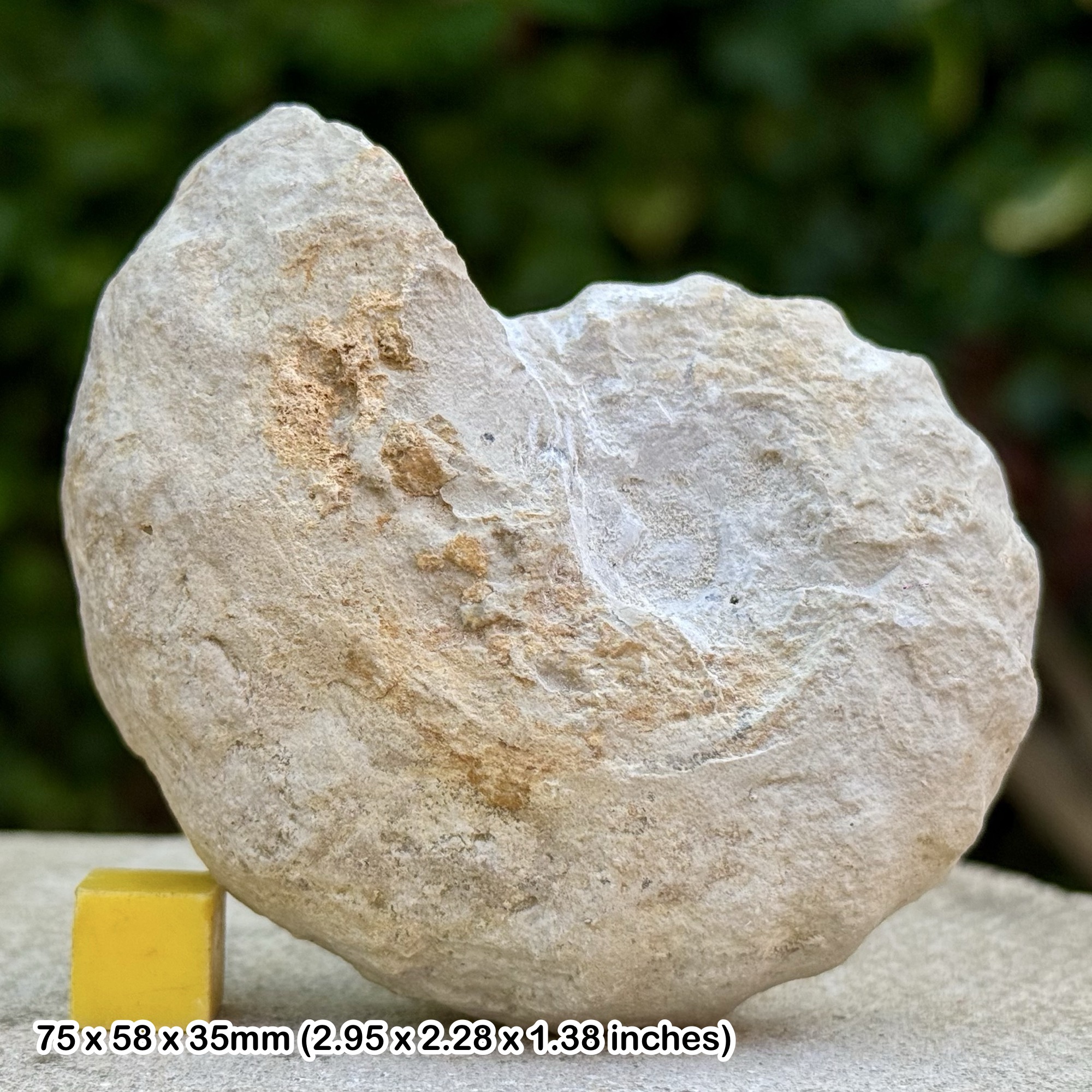 Spathiceras subconcilliatum Ammonite Fossil Cretaceous Lower Cenomanian France Genuine Specimen with COA