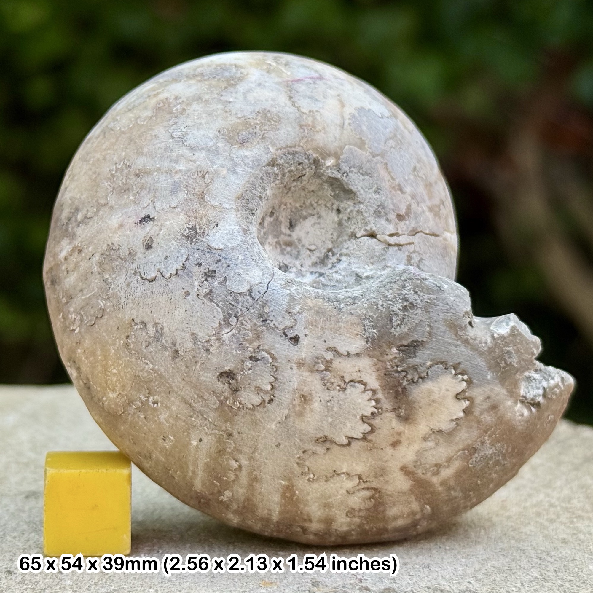 Stoliczkaia clavigera Ammonite Fossil Cretaceous Lower Cenomanian France Genuine Specimen with COA