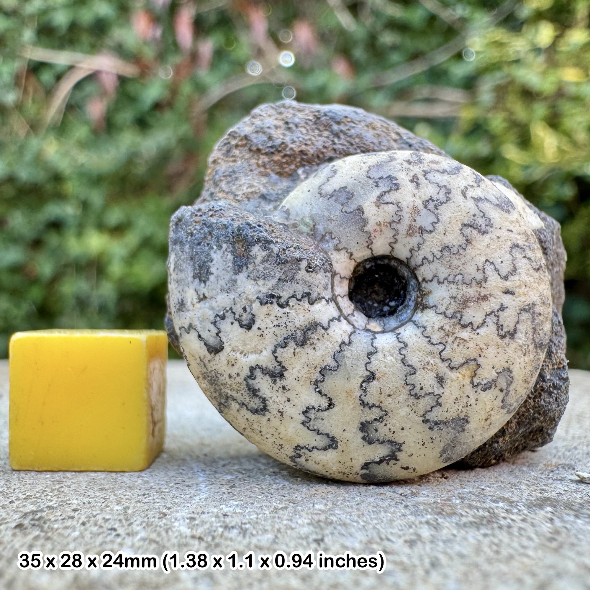 Rare Craspidites nodiger Ammonite Fossil Tithonian Jurassic Russia Authentic Specimen COA