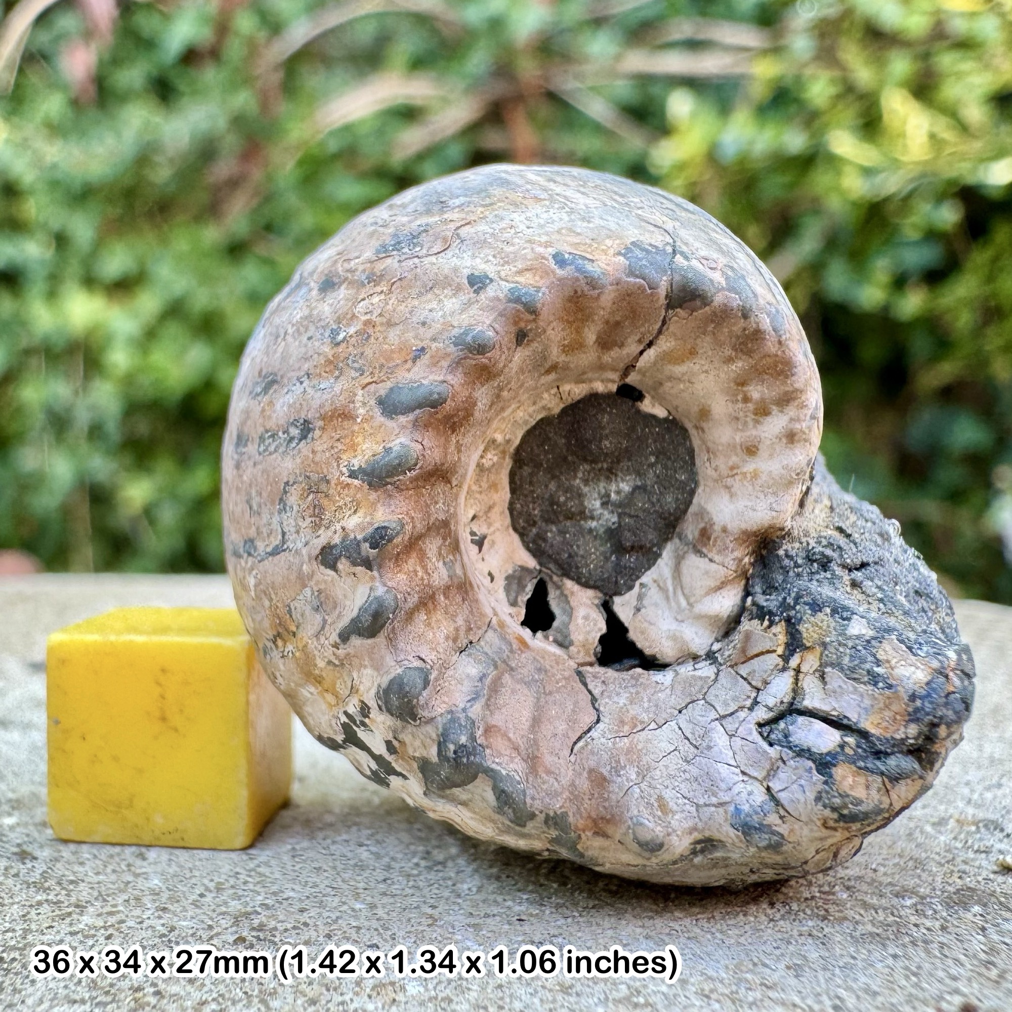 Rare Euryptychites latissimus Ammonite Fossil Tithonian Jurassic Russia Authentic Specimen COA