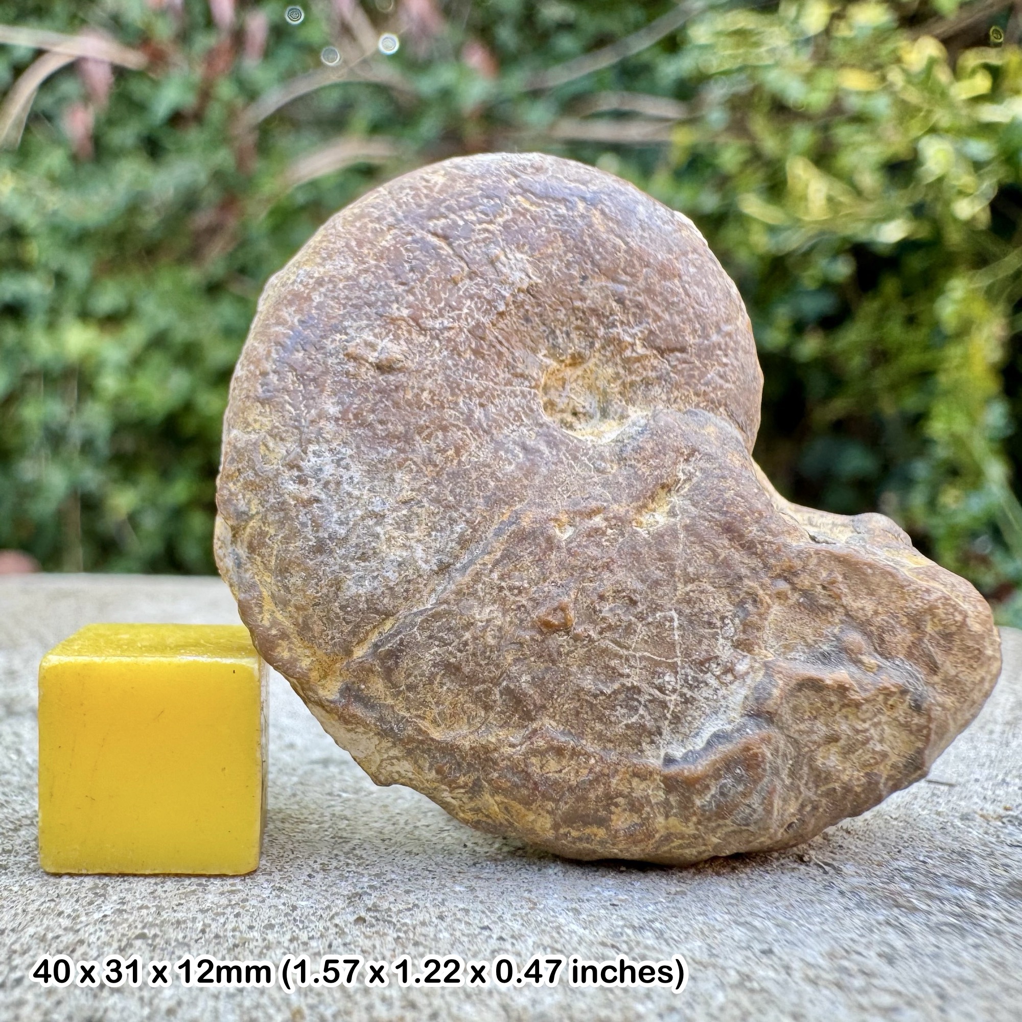 Ptychophylloceras semisulcatum Ammonite Fossil Valanginian Cretaceous France Authentic COA