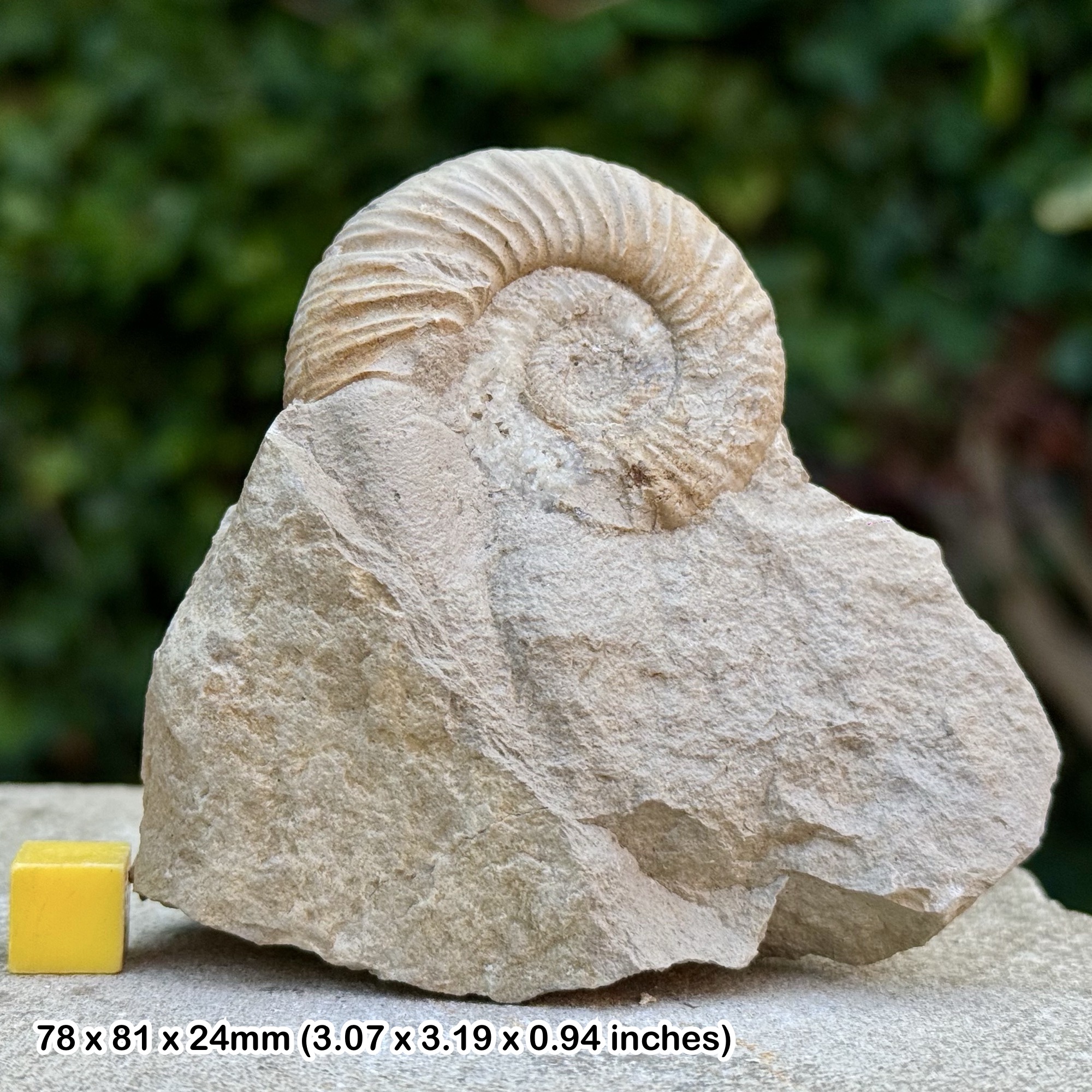 Rare Pseudovirgatites ascrupulosus Ammonite Fossil Tithonian Jurassic Germany Authentic COA