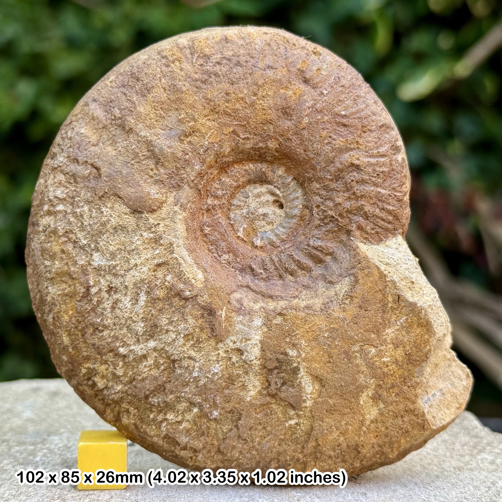 Haugia jugosa Ammonite Fossil Inferior Oolite Jurassic Coast Dorset UK Authentic Specimen COA