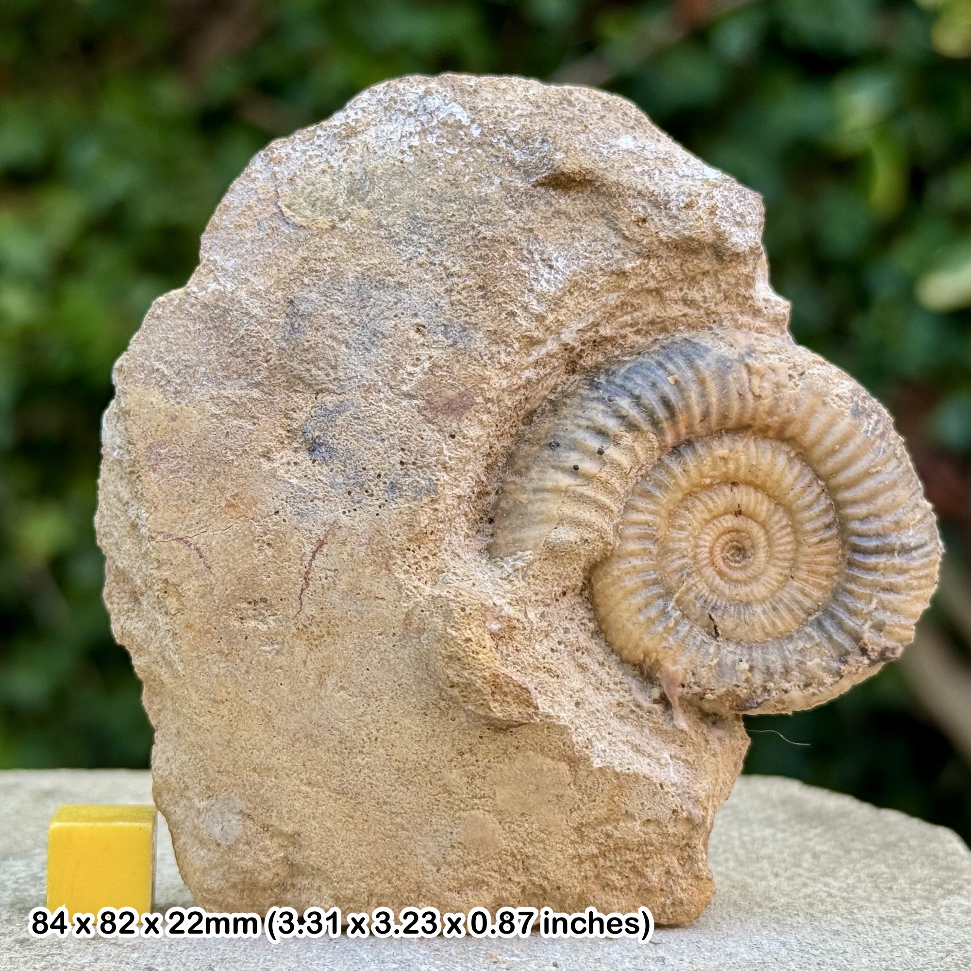 Leptosphinctes davidsoni Ammonite Fossil Bajocian Jurassic Dorset UK Authentic Specimen COA