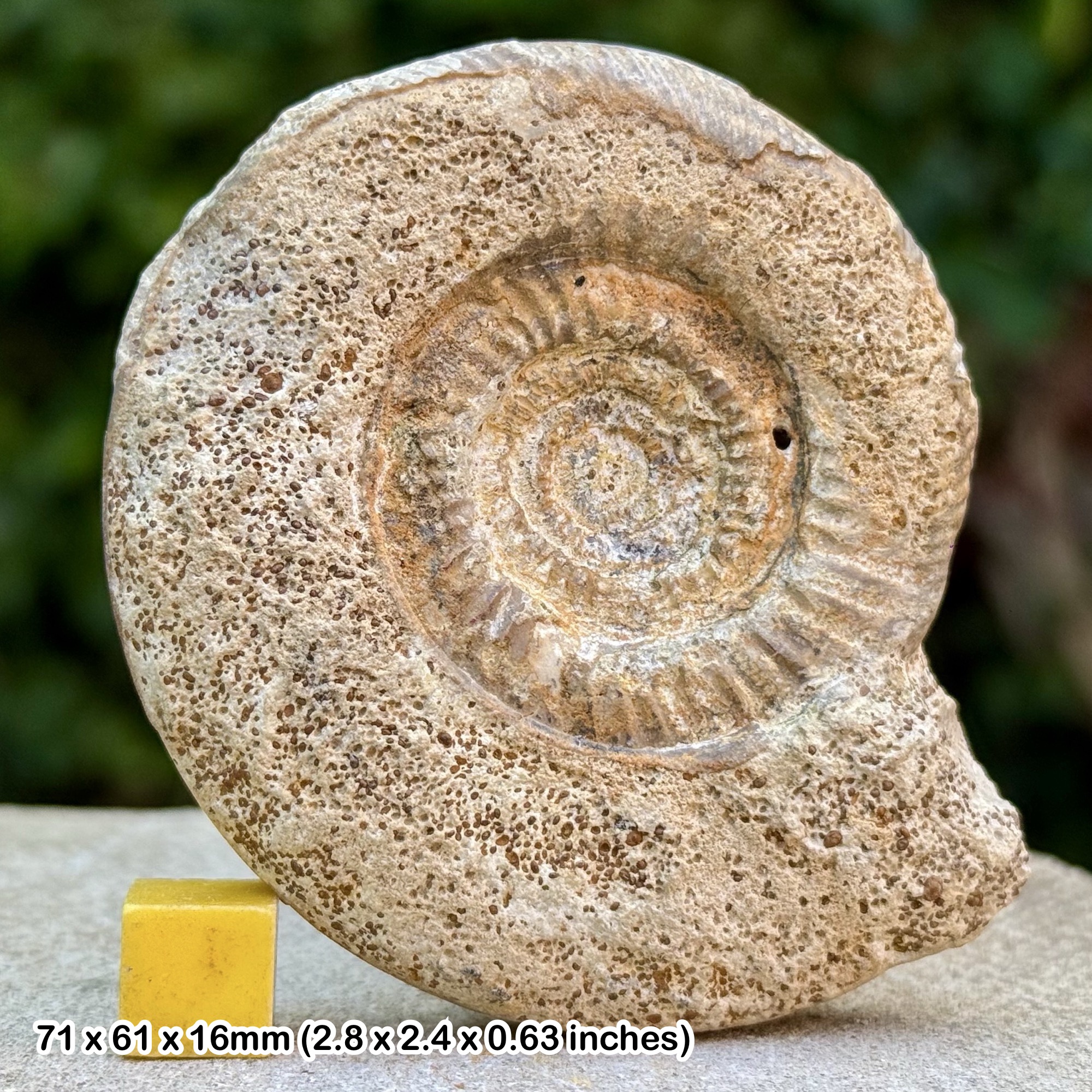 Leptosphinctes Ammonite Fossil Bajocian Jurassic France Authentic Specimen COA