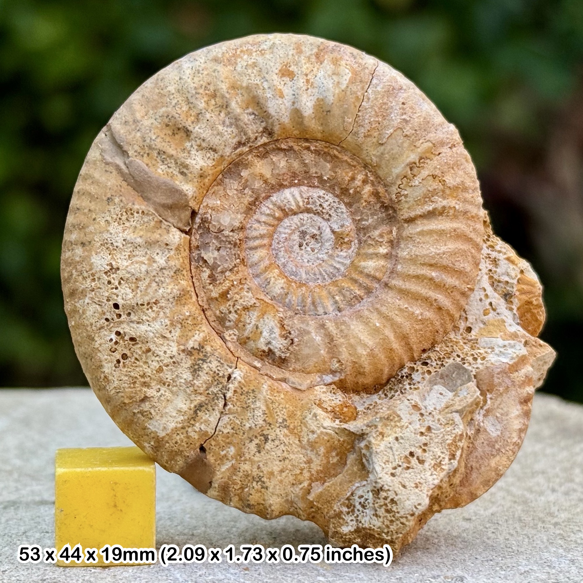 Leptosphinctes cleistus Ammonite Fossil Bajocian Jurassic France Authentic Specimen COA