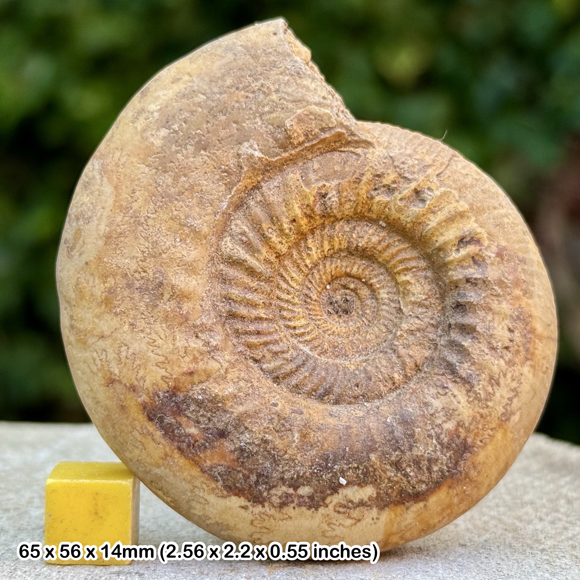Bajocisphinctes bajociensis Ammonite Fossil Bajocian Jurassic France Authentic Specimen COA