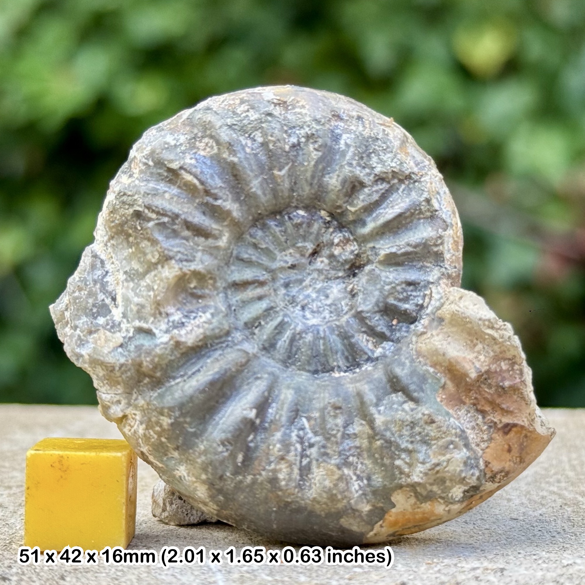 Asteroceras obtusum Ammonite Fossil Jurassic UK Authentic Specimen with Certificate COA
