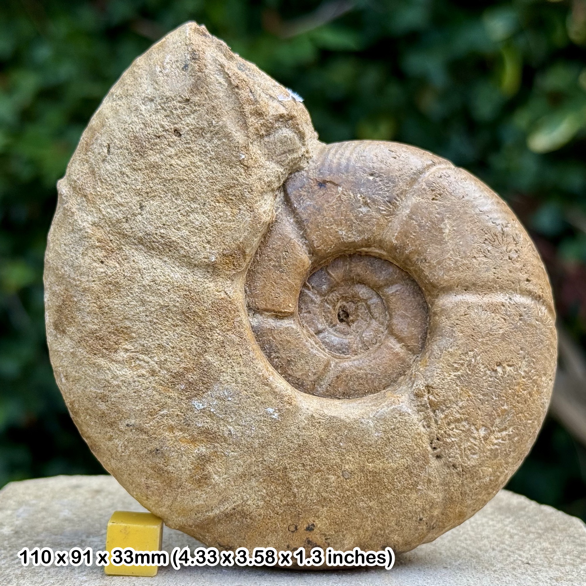 4.5" Hauericeras gardeni Ammonite Fossil Rare Campanian Cretaceous Madagascar COA