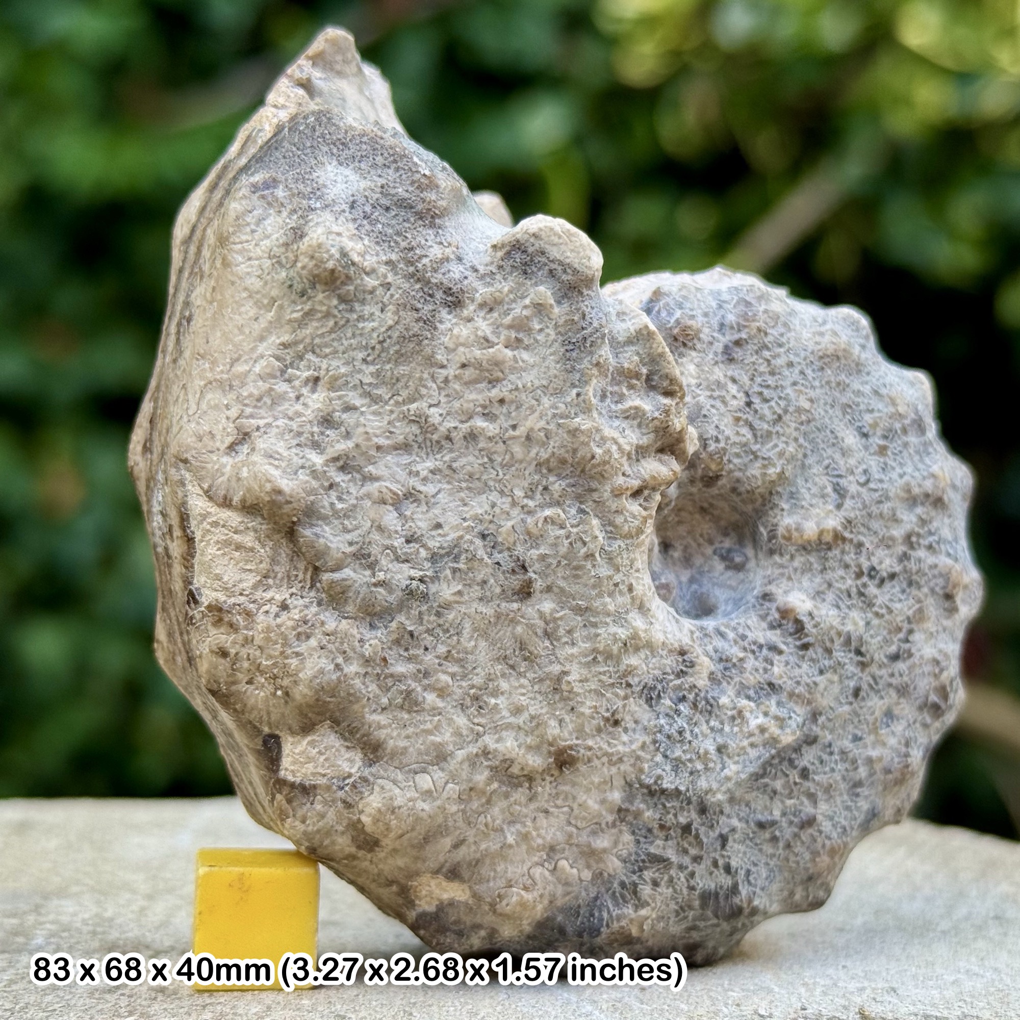 RARE Barroisiceras onilahyense Ammonite Fossil Coniacian Cretaceous Tulear Madagascar COA
