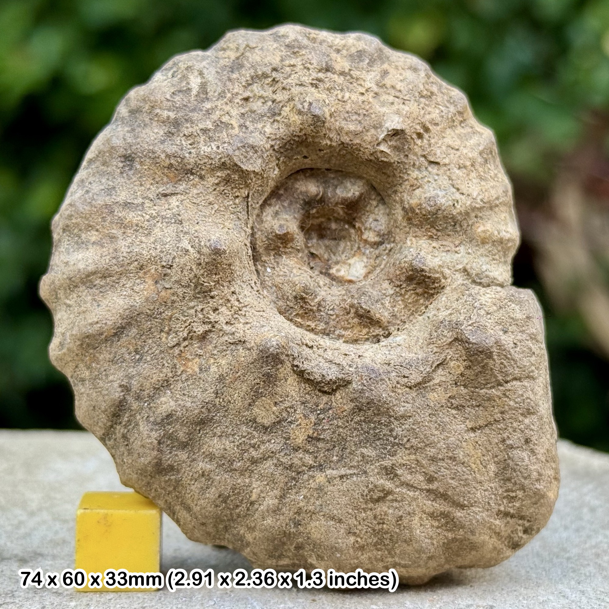 RARE Forresteria forresteri Ammonite Fossil Coniacian Cretaceous Menabe Madagascar COA
