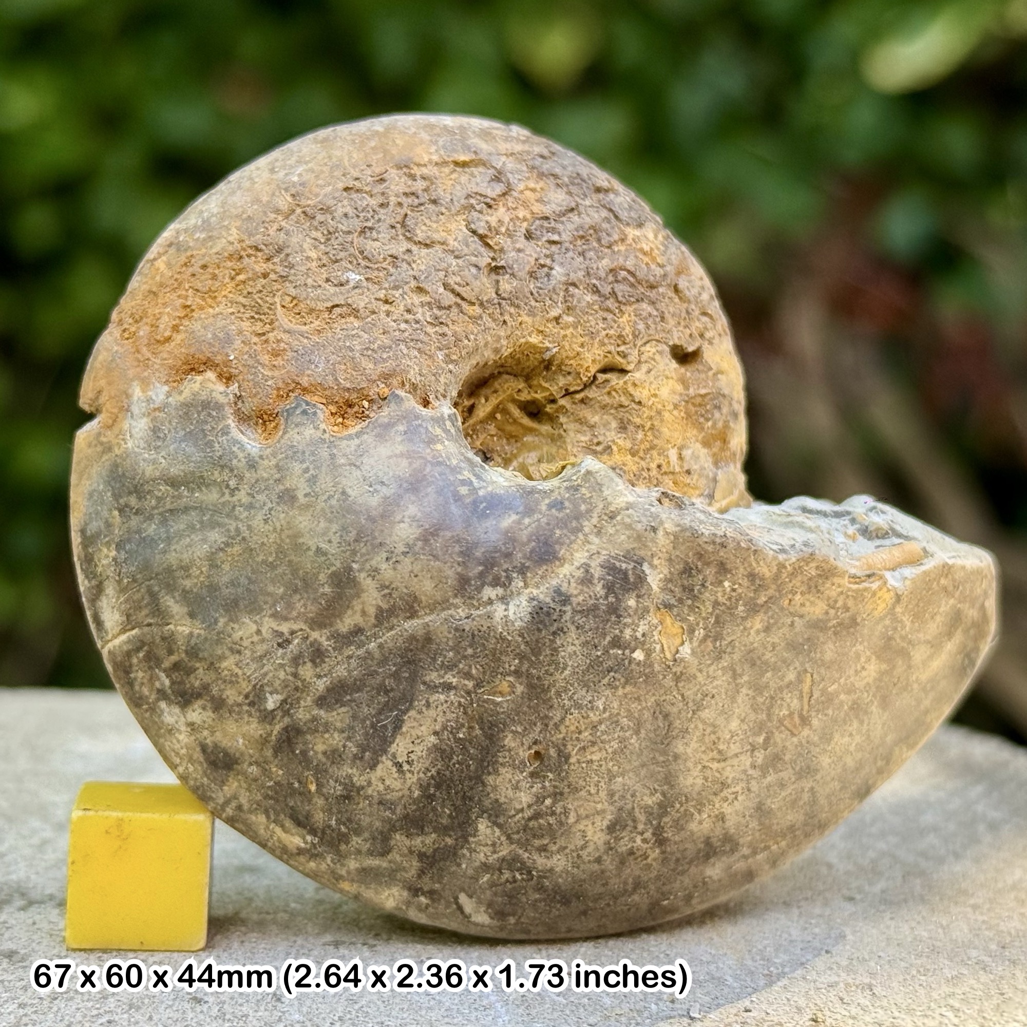 RARE Metatissotia fourneli Ammonite Fossil Coniacian Cretaceous Bagua Amazon Peru COA