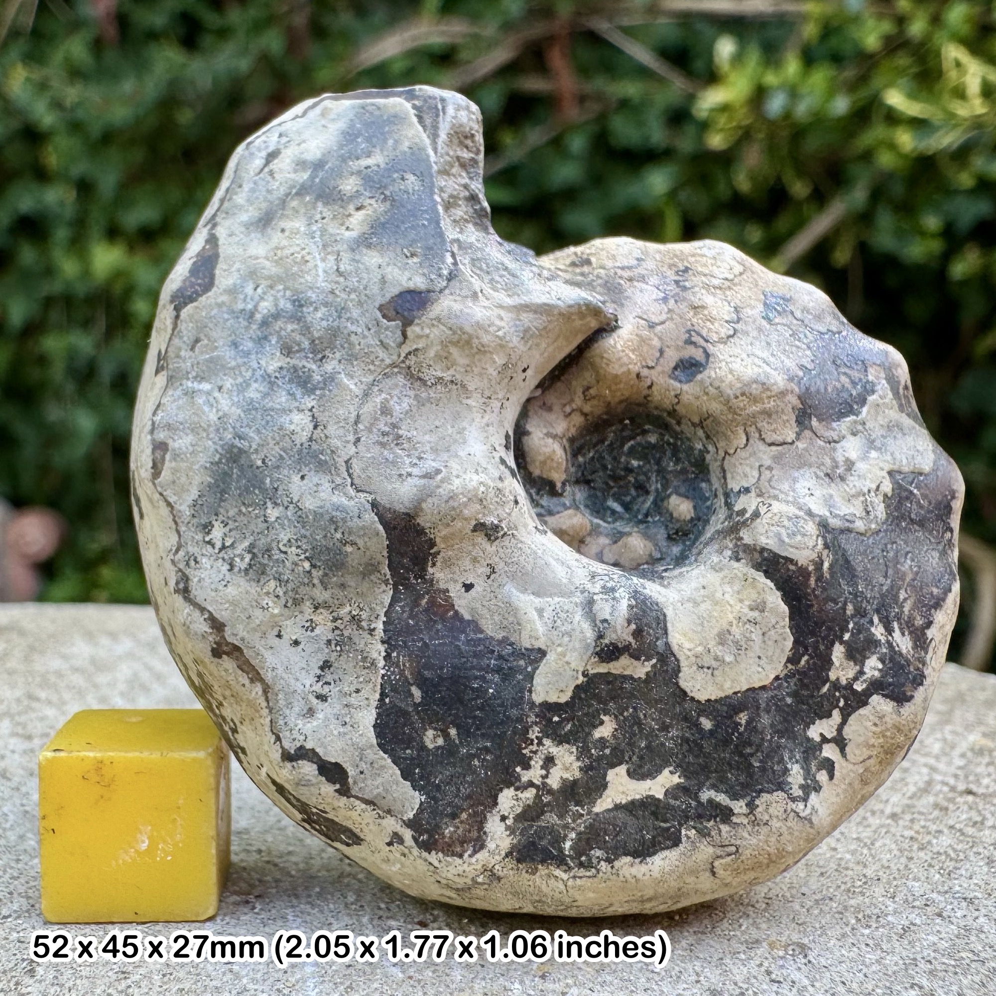 RARE Buchiceras bilobatum Ammonite Fossil Coniacian Cretaceous Peru Genuine Specimen COA