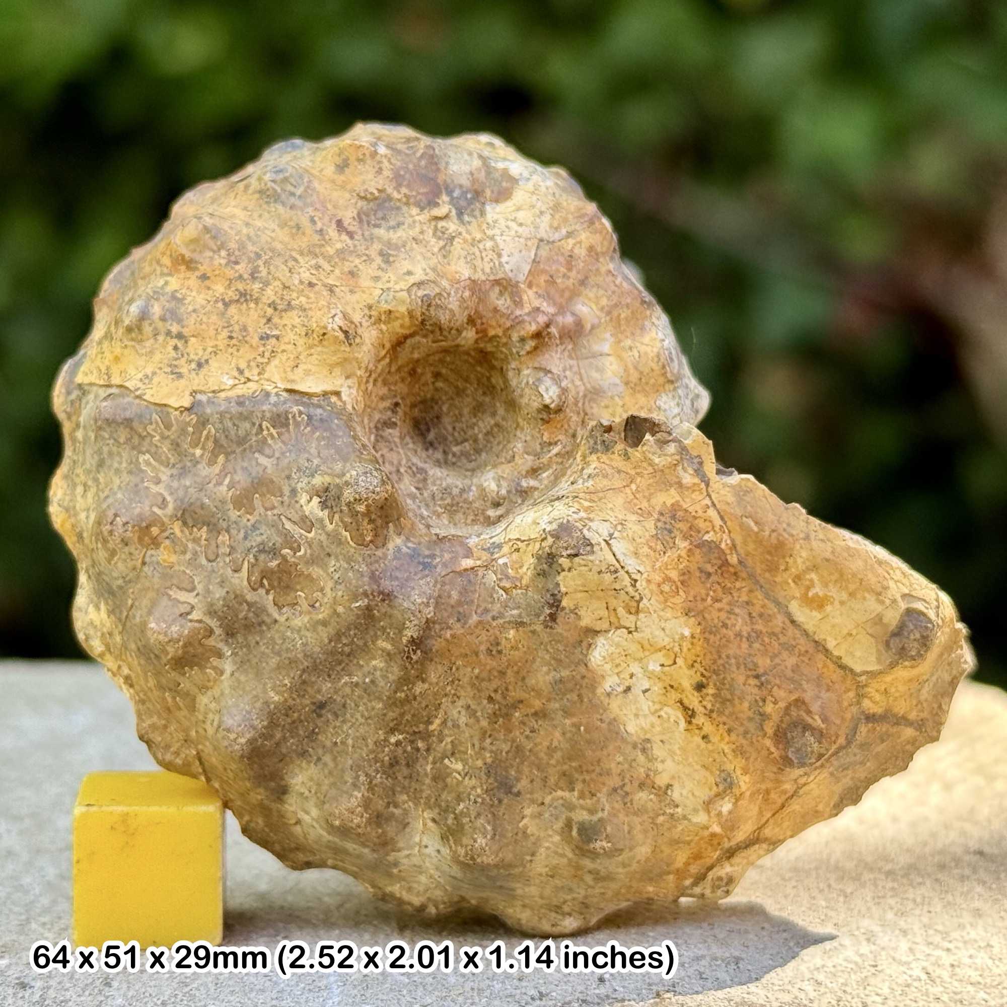 RARE Buchiceras bilobatum Ammonite Fossil Coniacian Cretaceous Peru Genuine Specimen COA